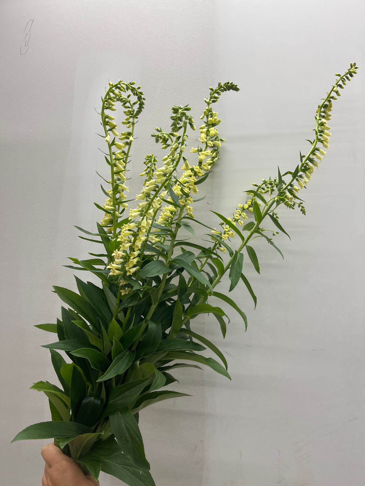 DIGITALIS lutea