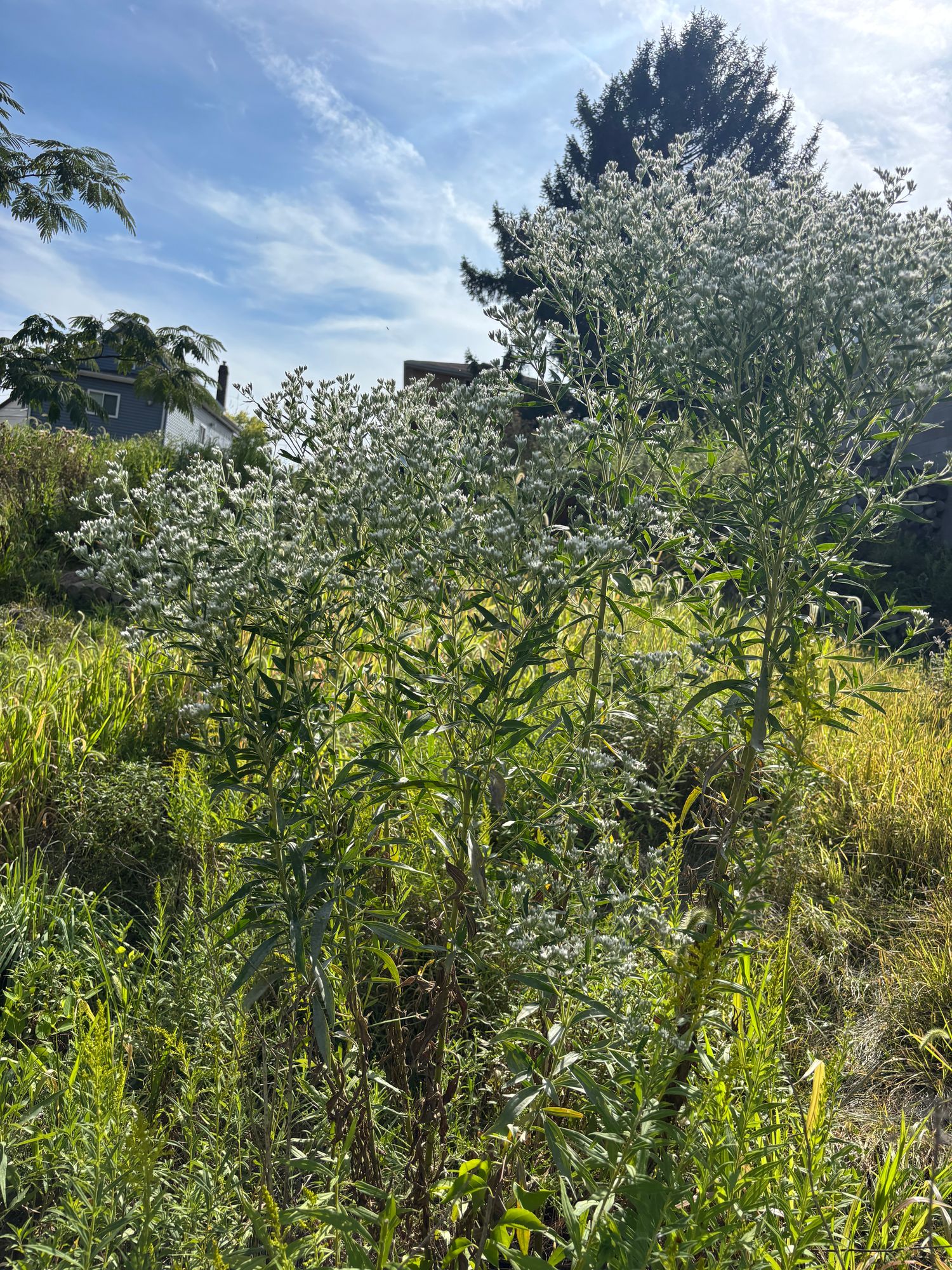 EUPATORIUM serotinum