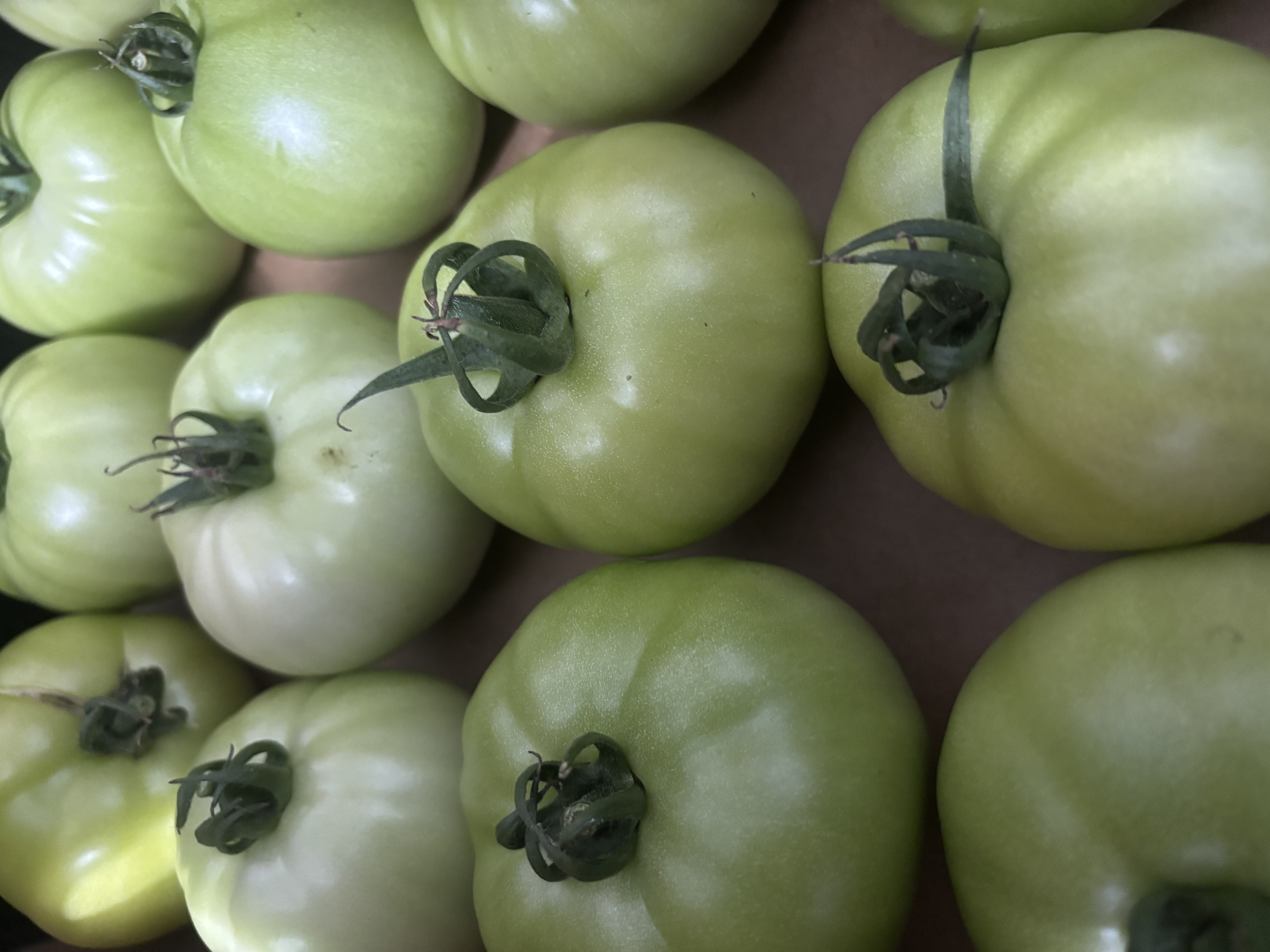Organic Tomatoes, Green (Unripe)