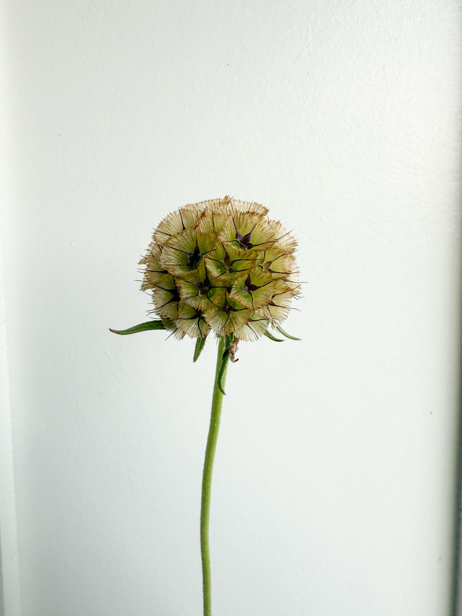 SCABIOSA stellata