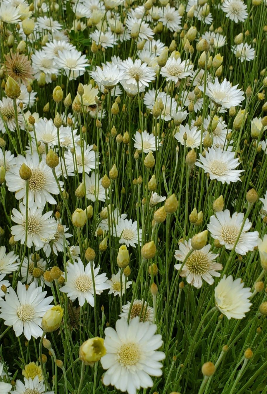XERANTHEMUM annuum