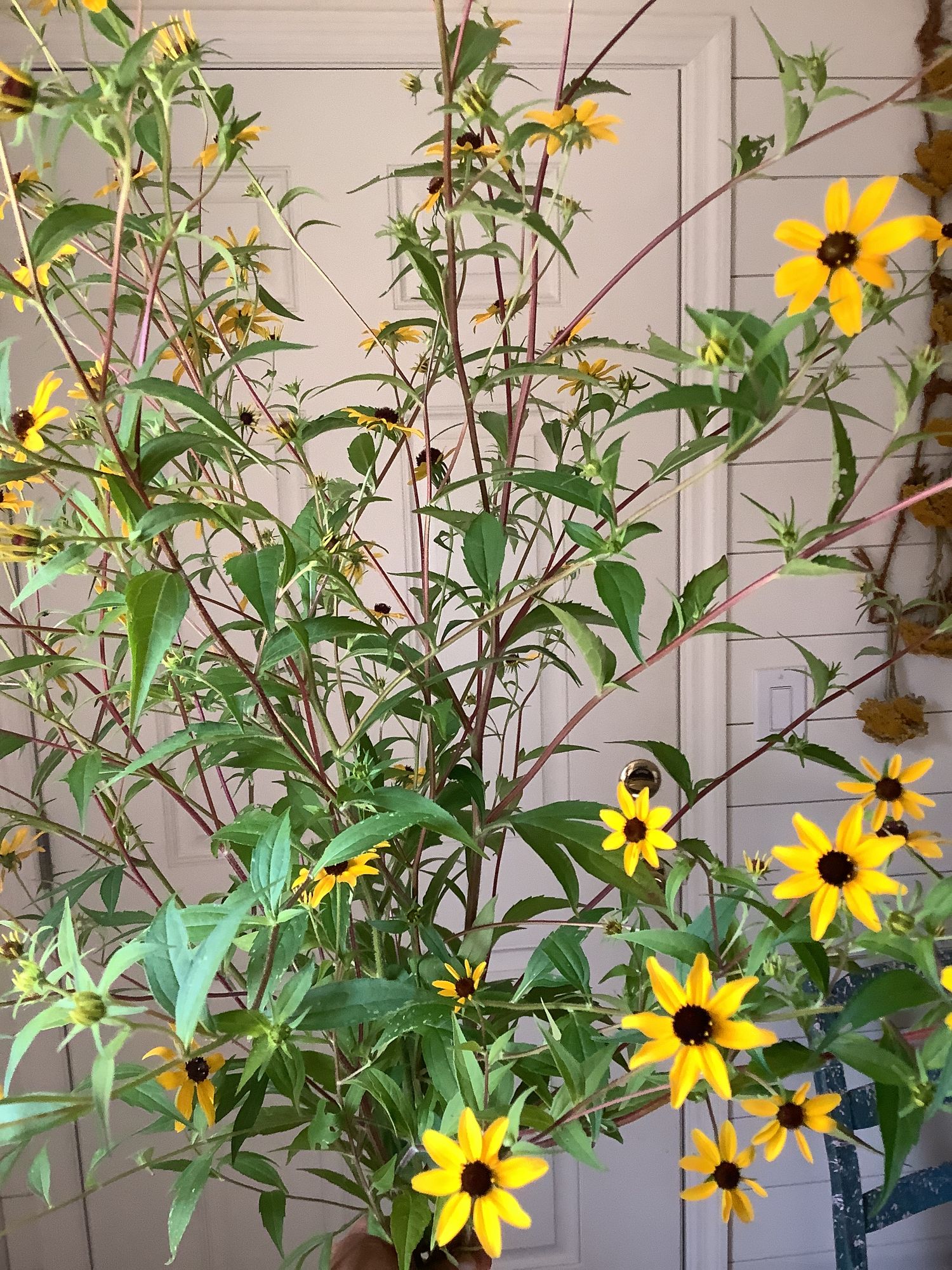 RUDBECKIA triloba