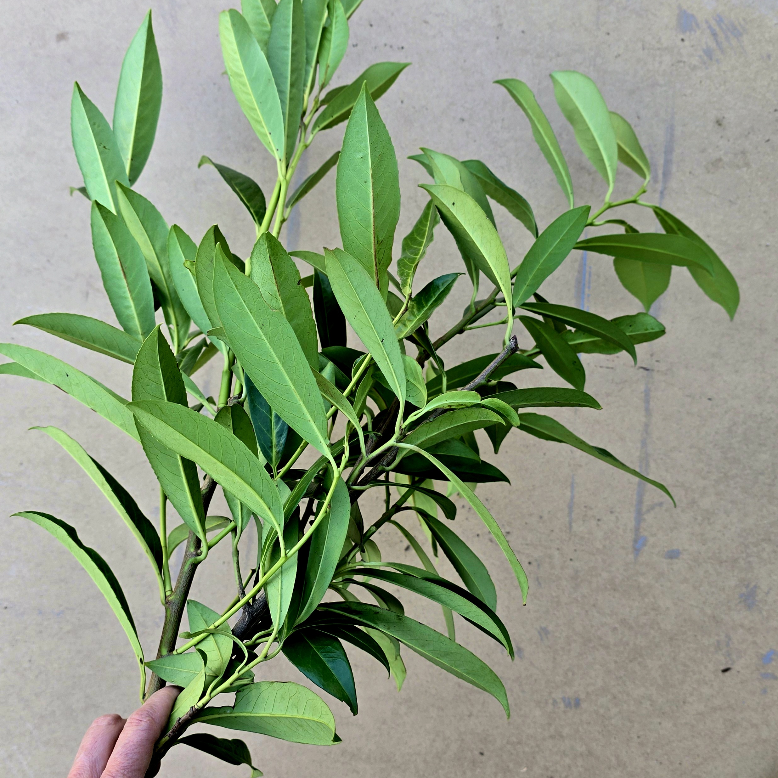 LAURUS nobilis