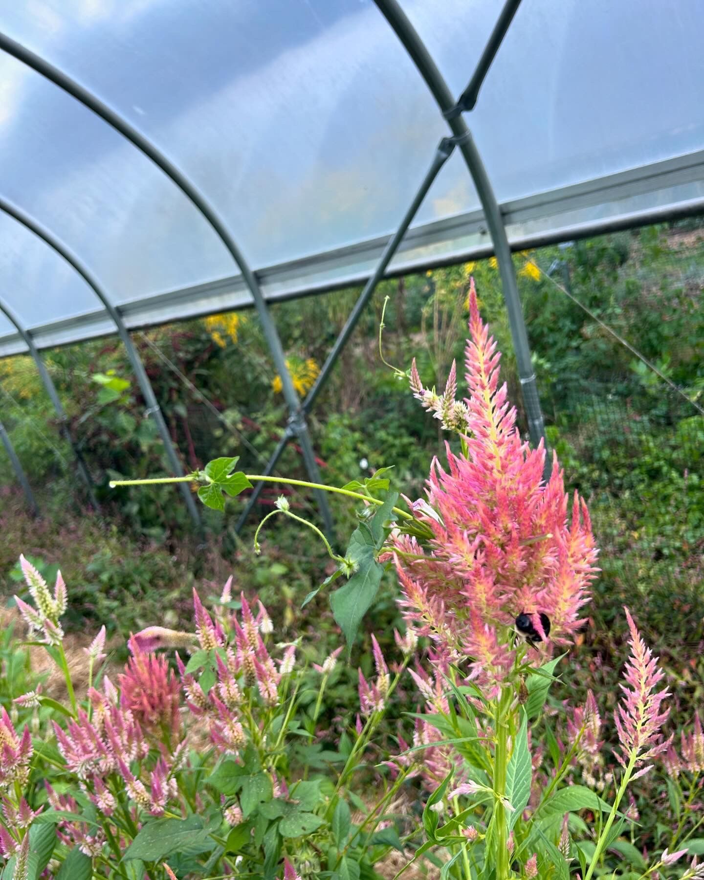 CELOSIA argentea
