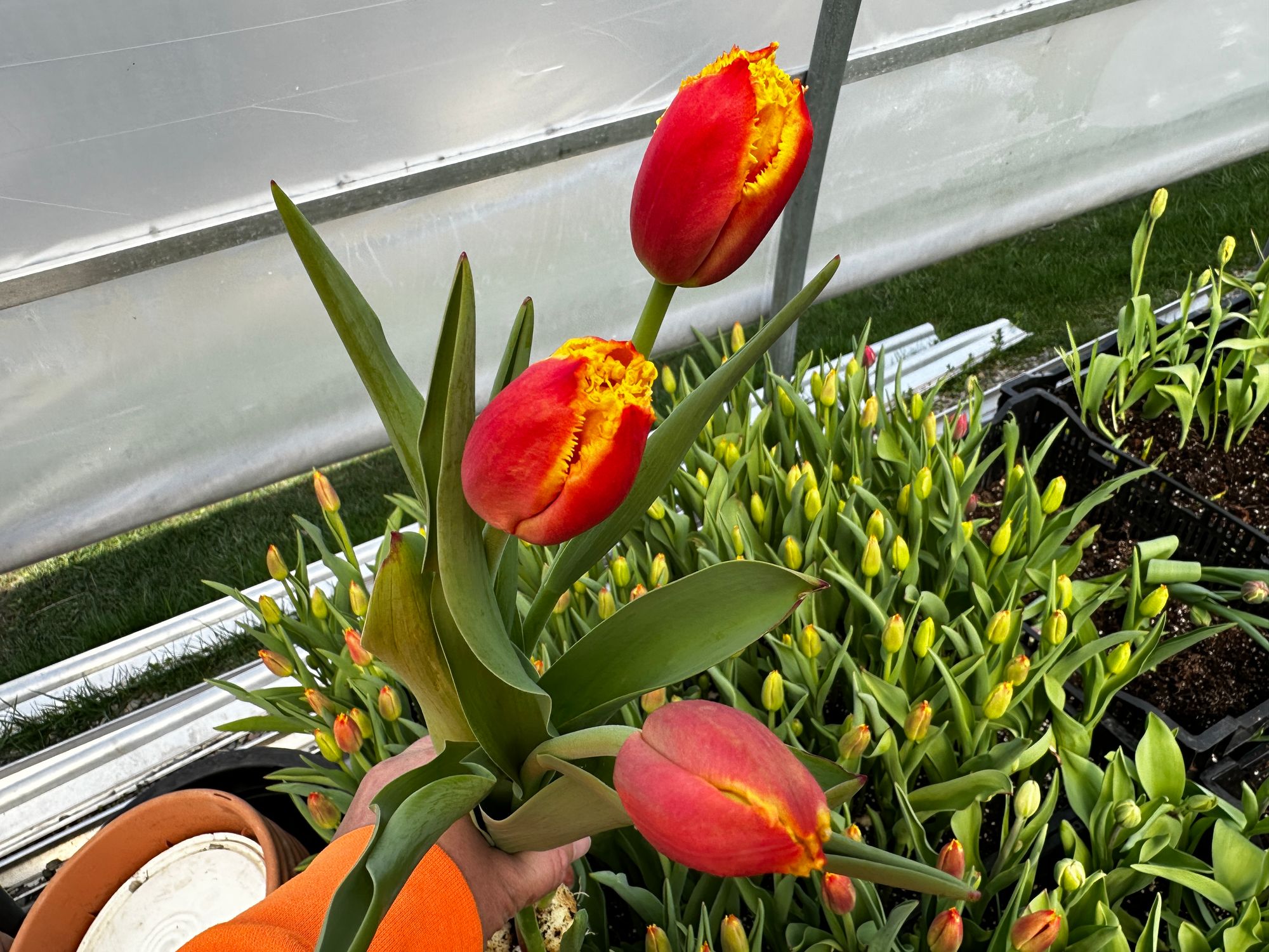 TULIPA Davenport