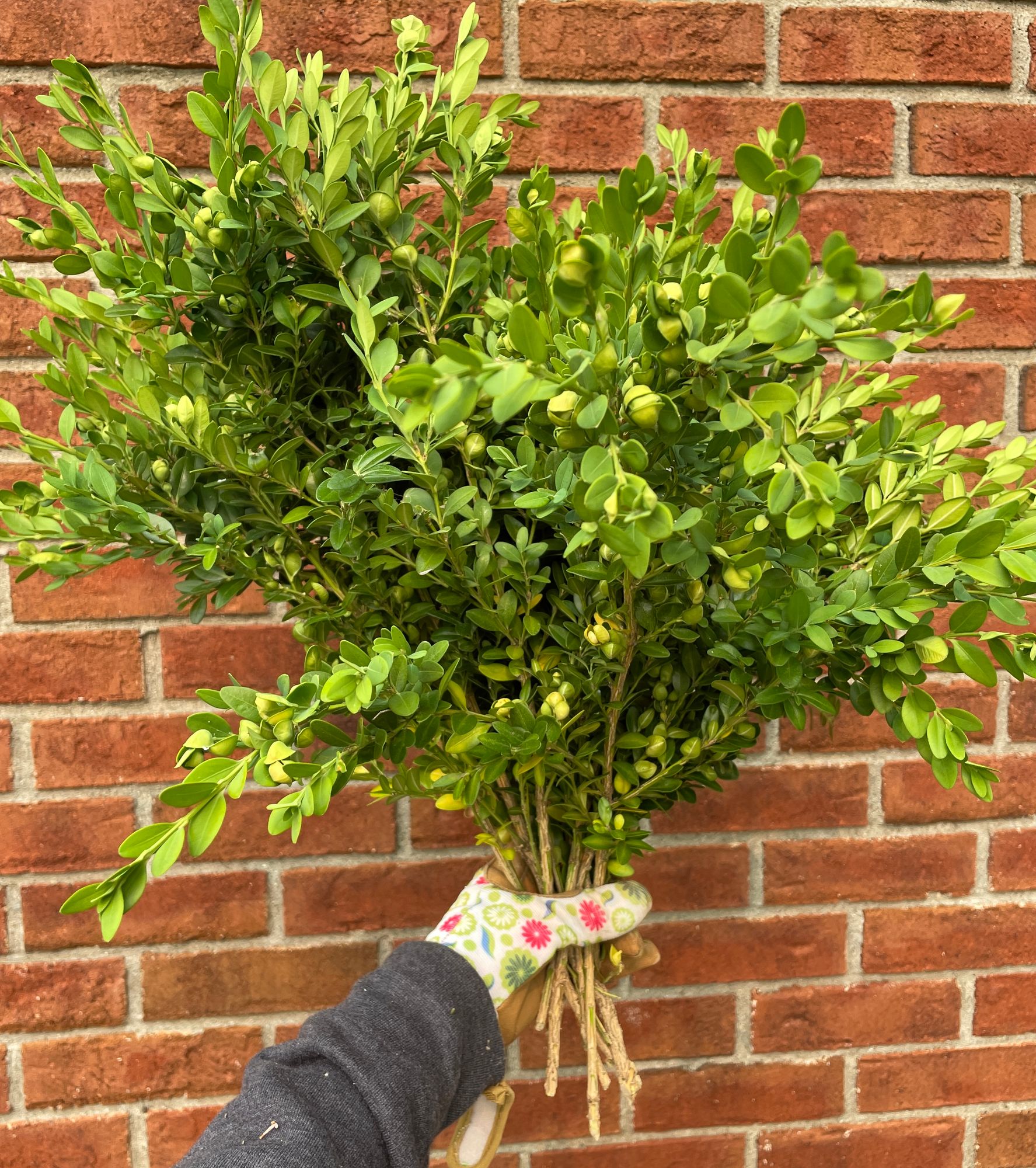 BUXUS