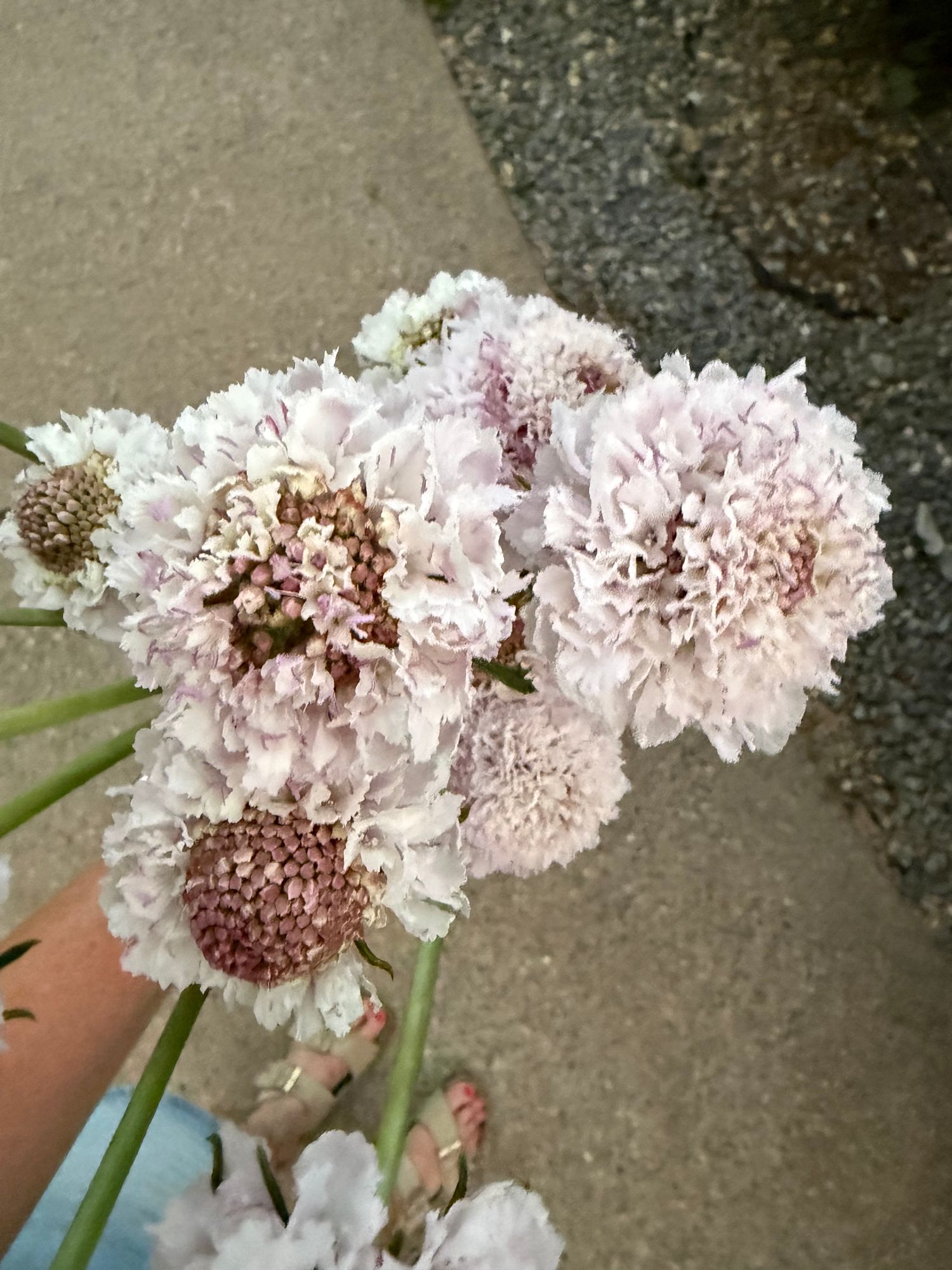 SCABIOSA atropurpurea x caucasica Bon Bon Scoop Sweetness