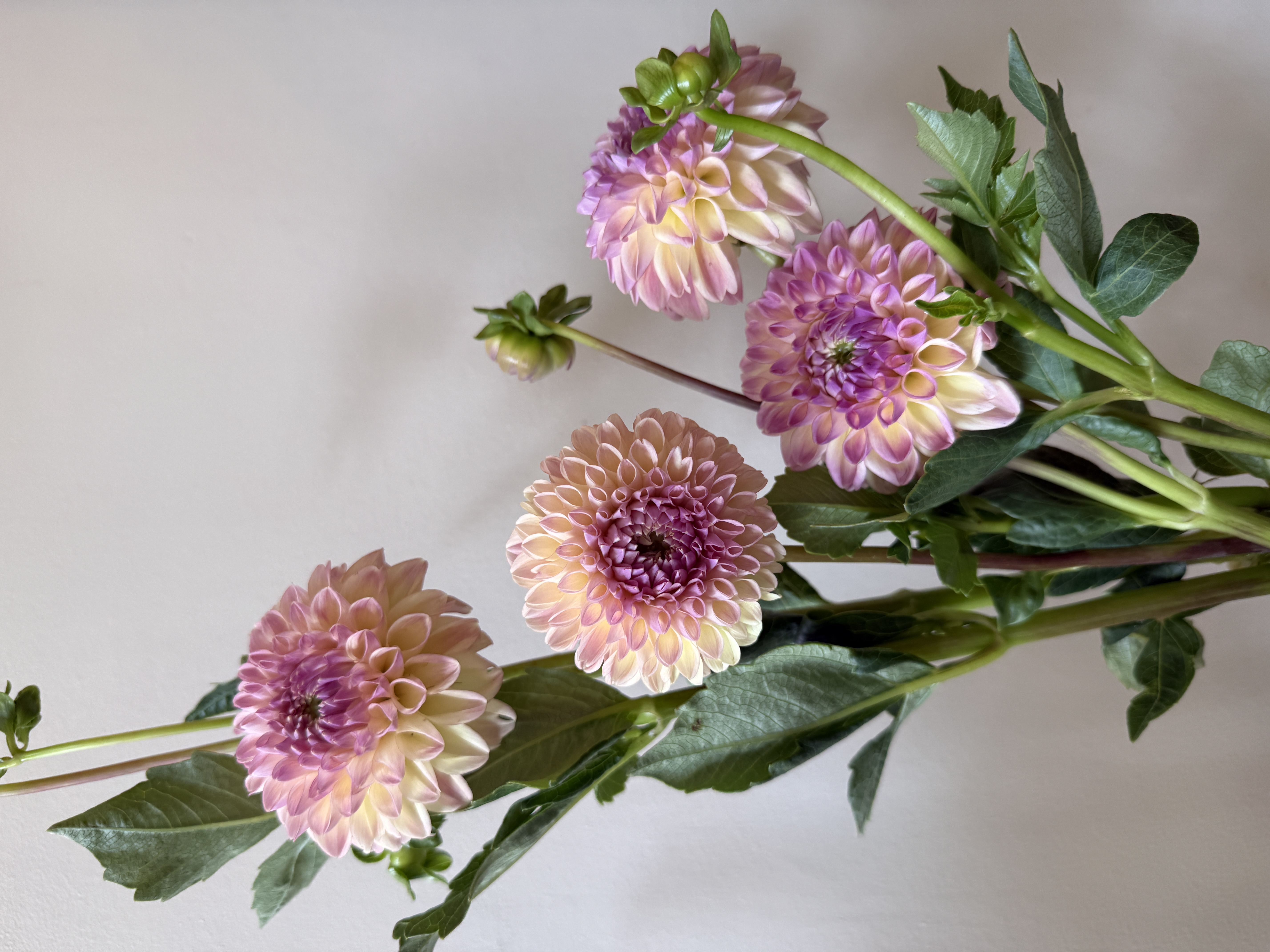 DAHLIA Clearview Peachy
