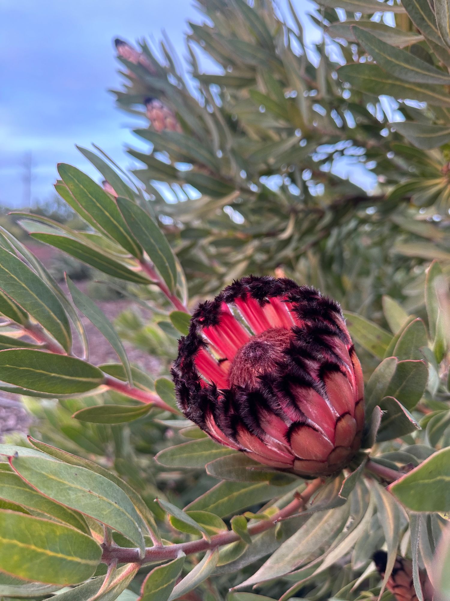 Protea Pink Mink