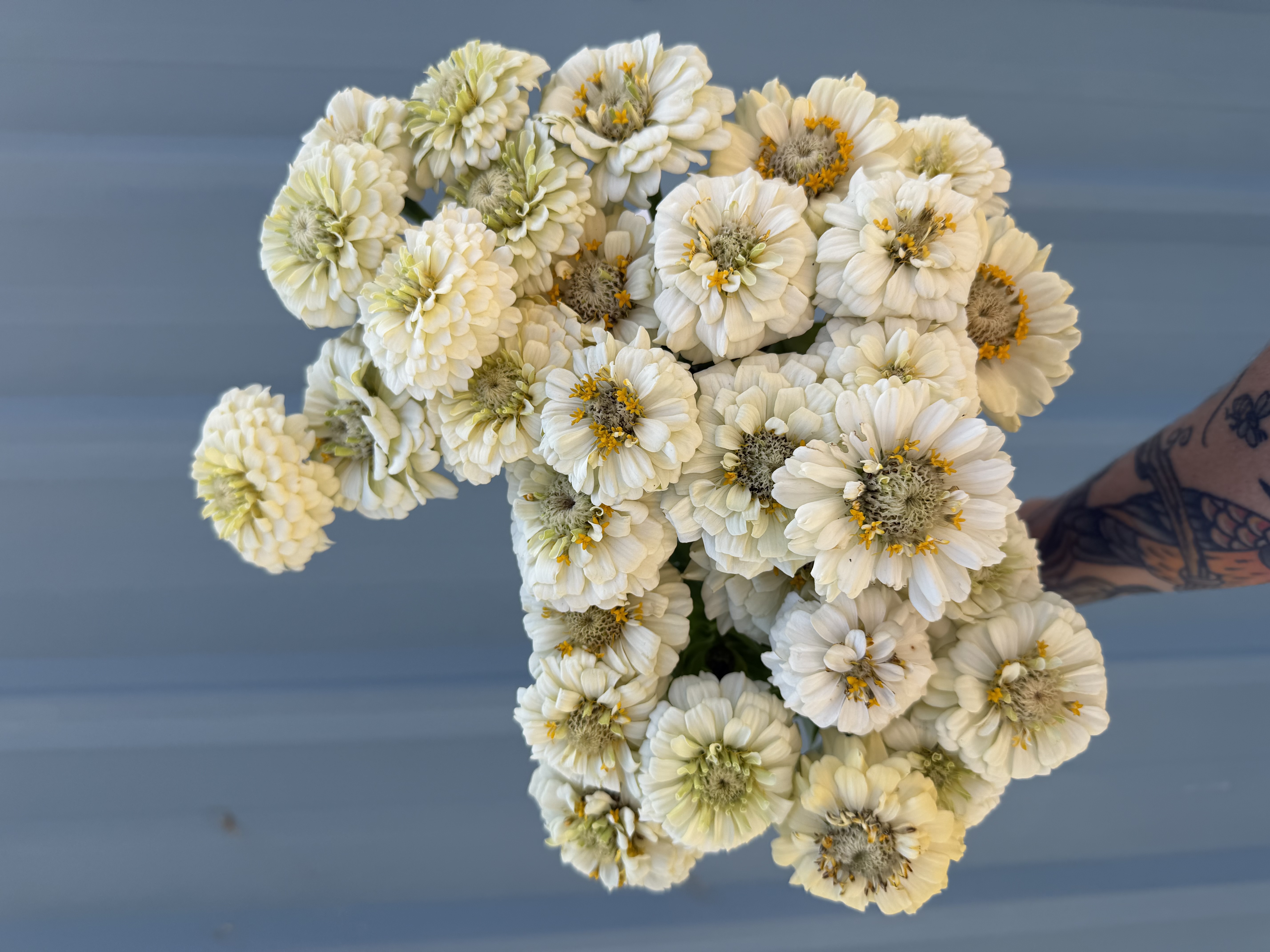 ZINNIA elegans Oklahoma White