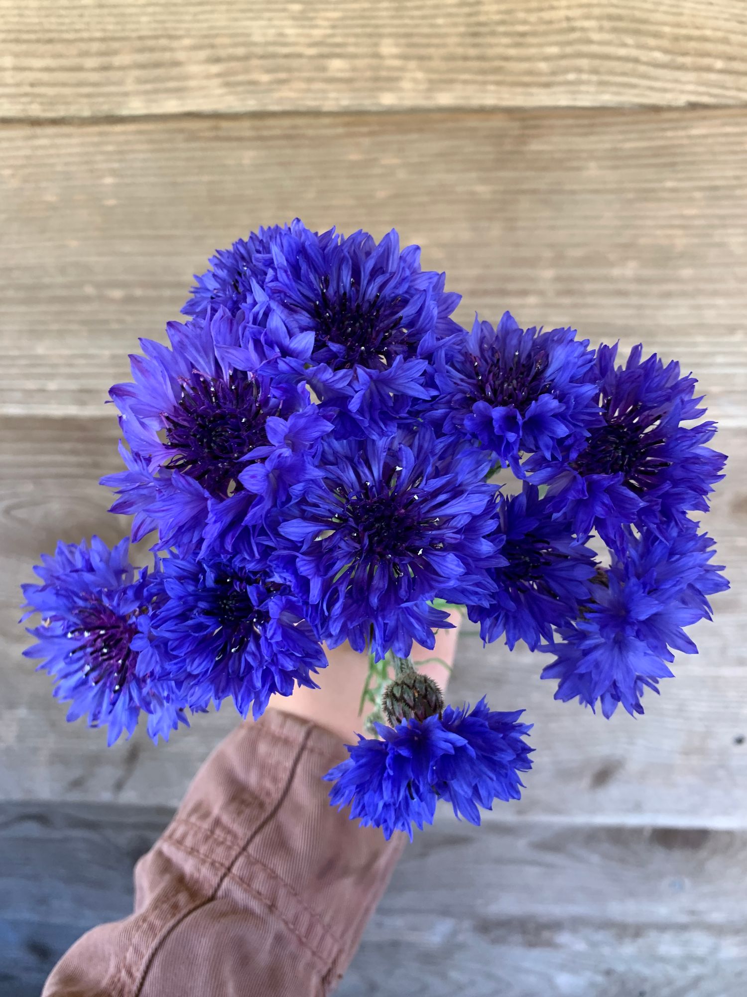 CENTAUREA cyanus Blue Boy