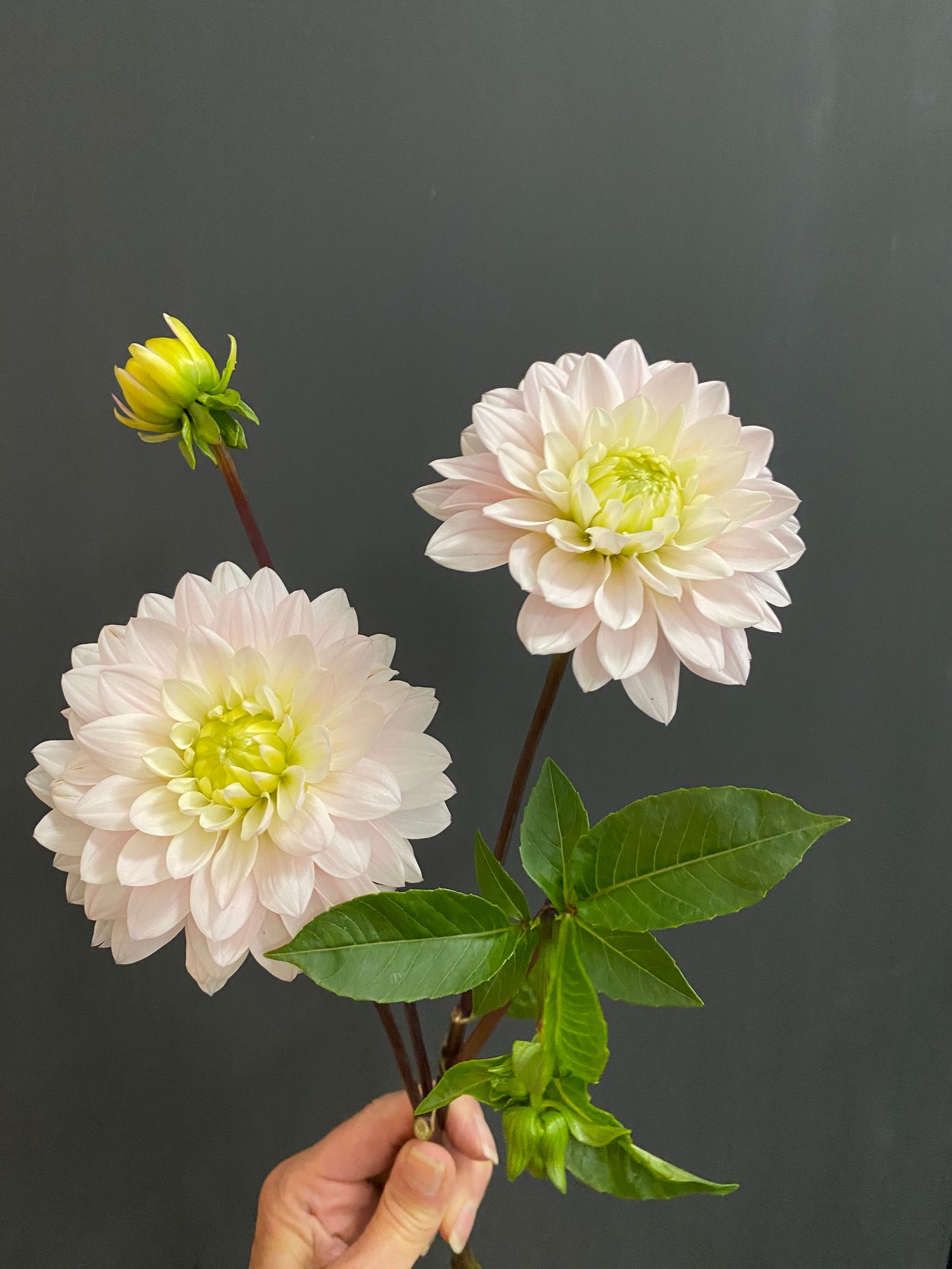 DAHLIA Silver Years