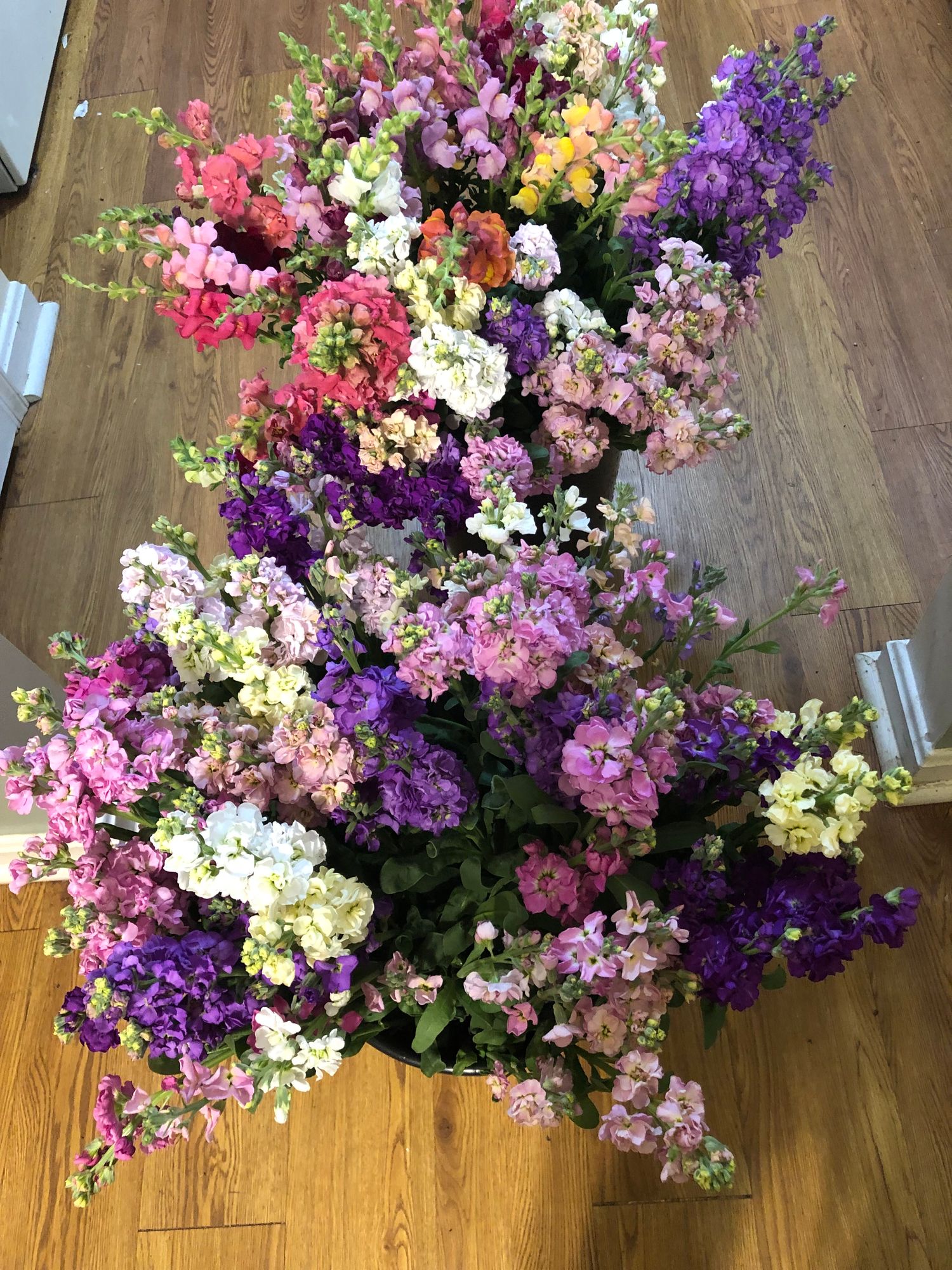 MATTHIOLA incana