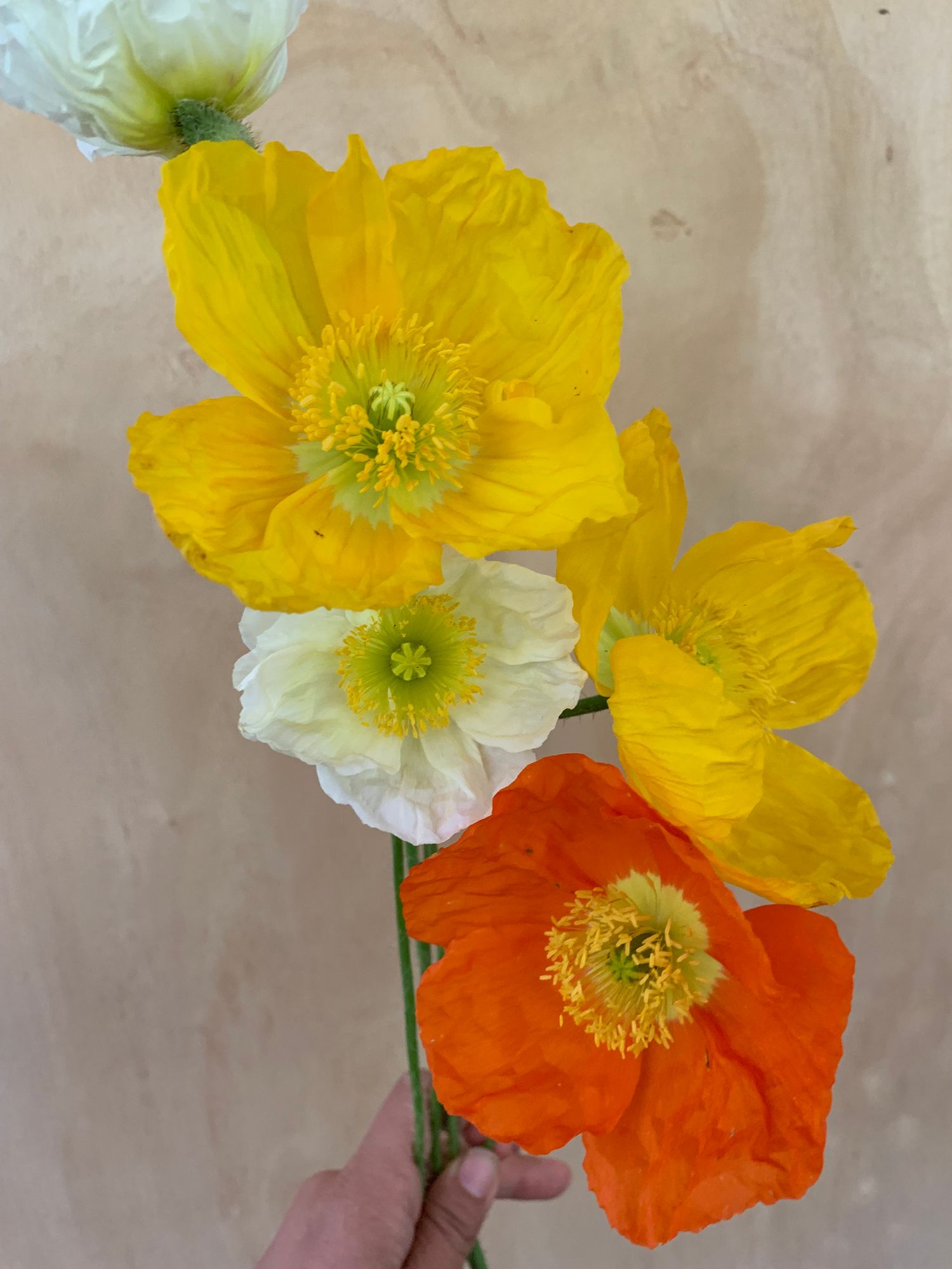 PAPAVER nudicaule Champagne Bubbles