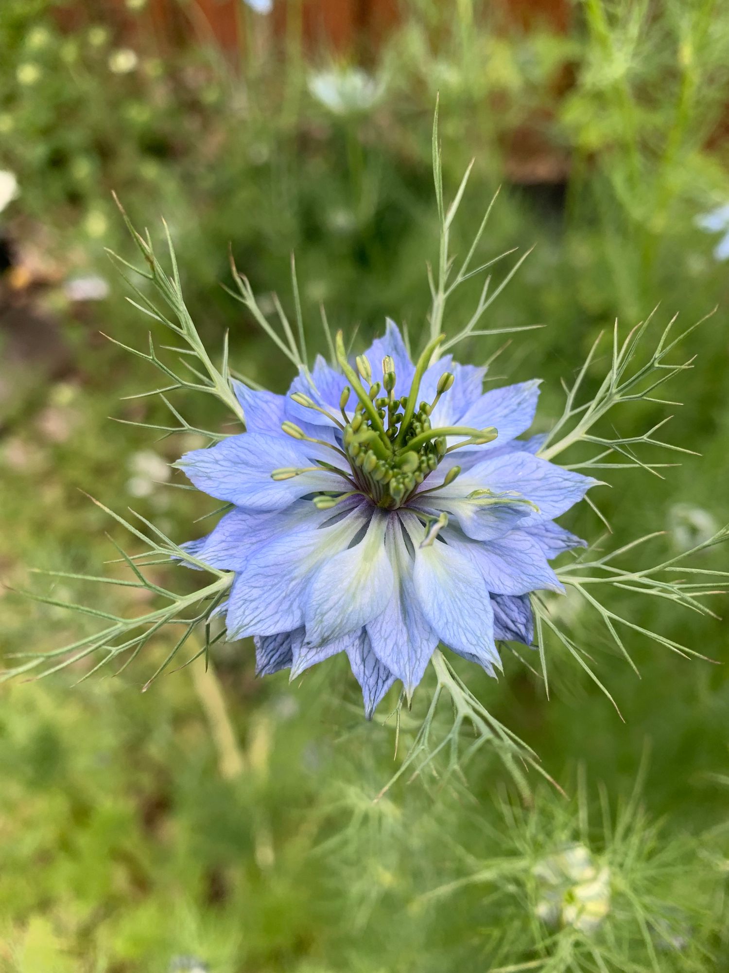 NIGELLA damascena Miss Jekyll