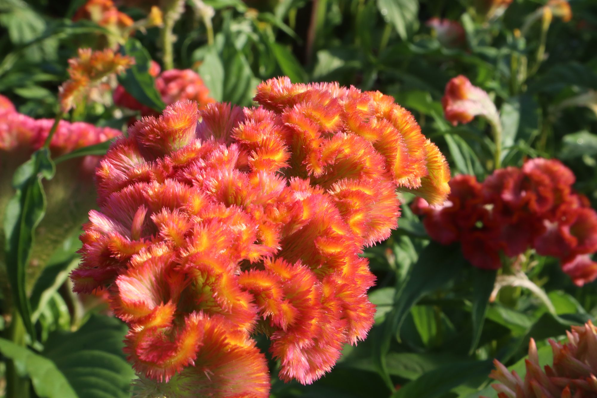 CELOSIA argentea var. cristata Act