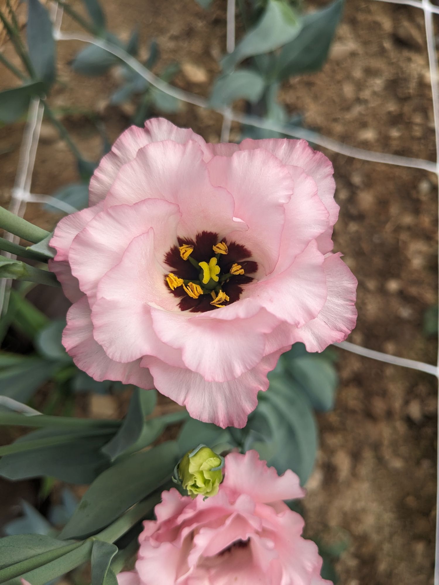 EUSTOMA grandiflorum Esprit