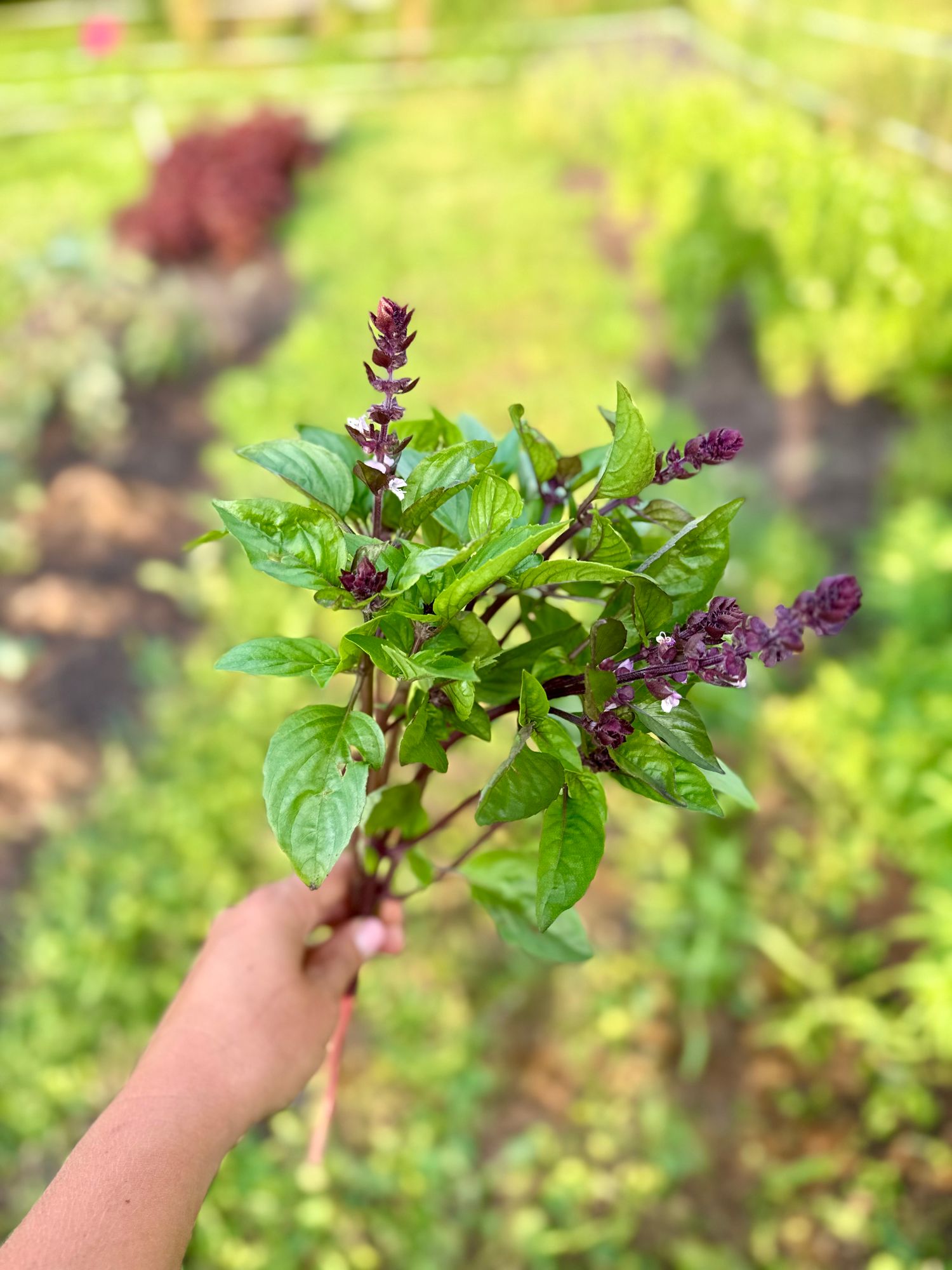 OCIMUM basilicum Cinnamon