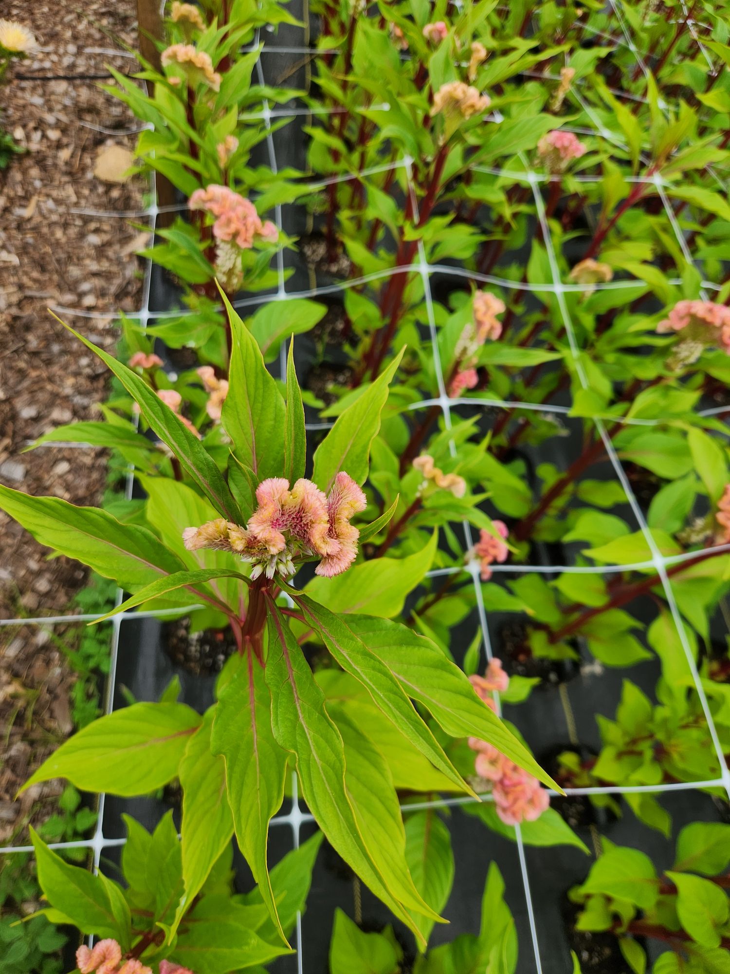 CELOSIA argentea var. cristata