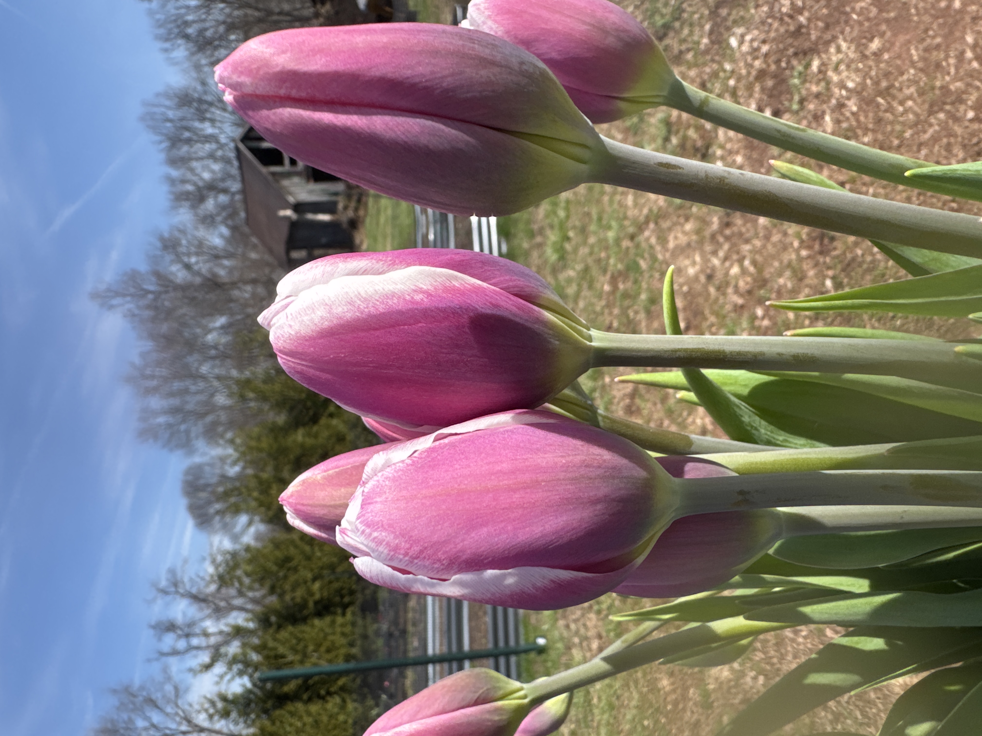 TULIPA