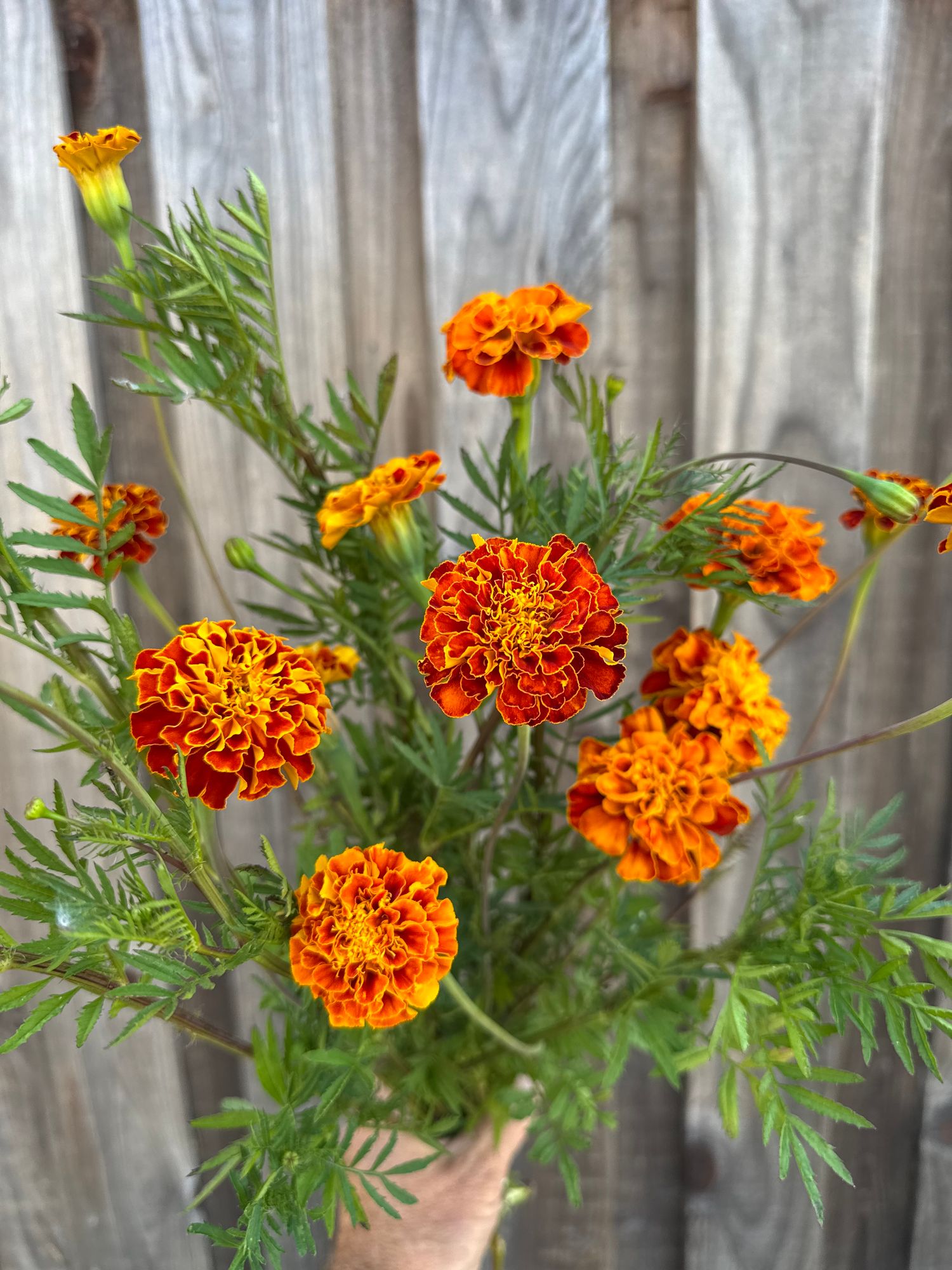 TAGETES patula Burgundy Bliss