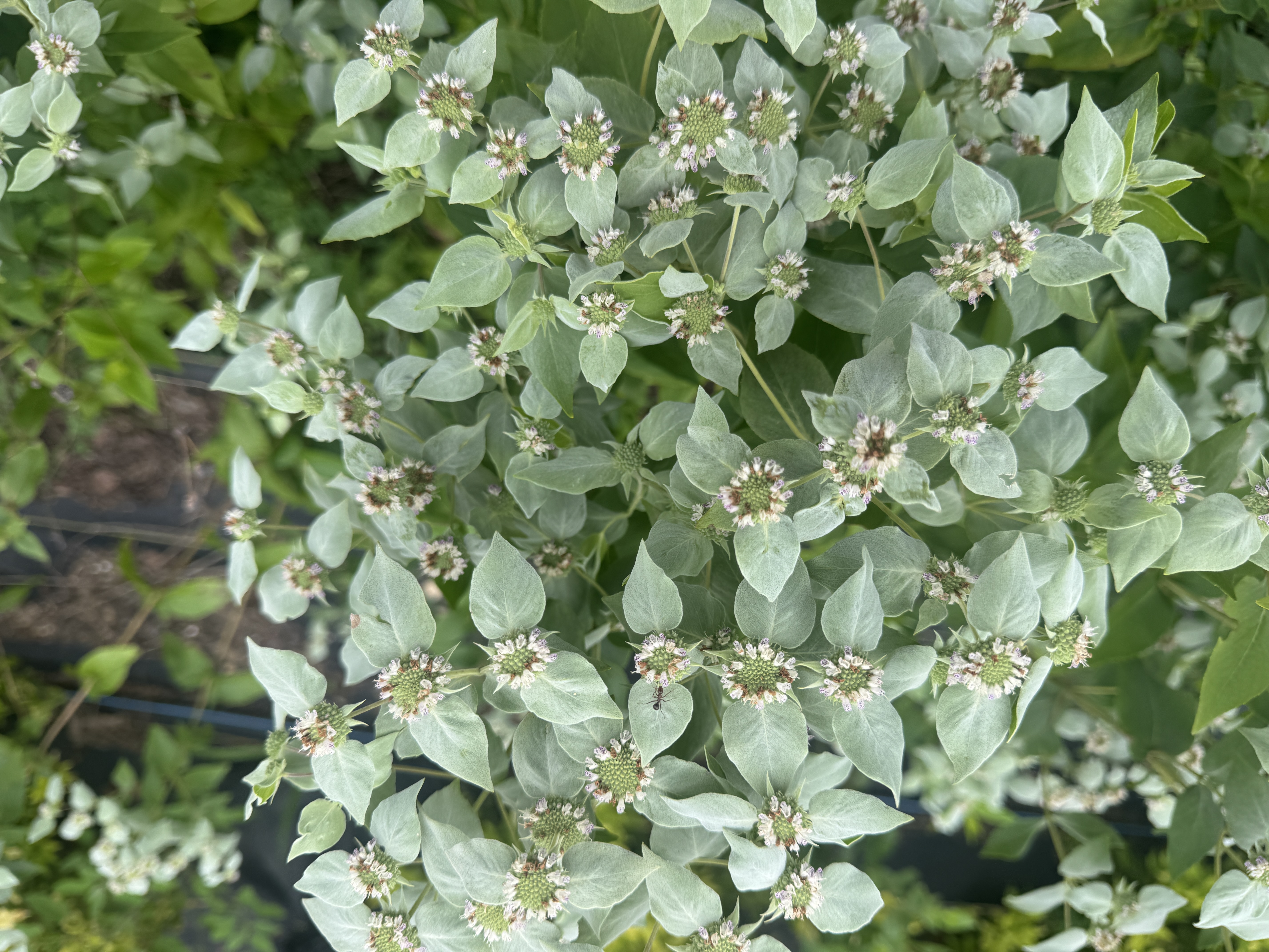 PYCNANTHEMUM muticum