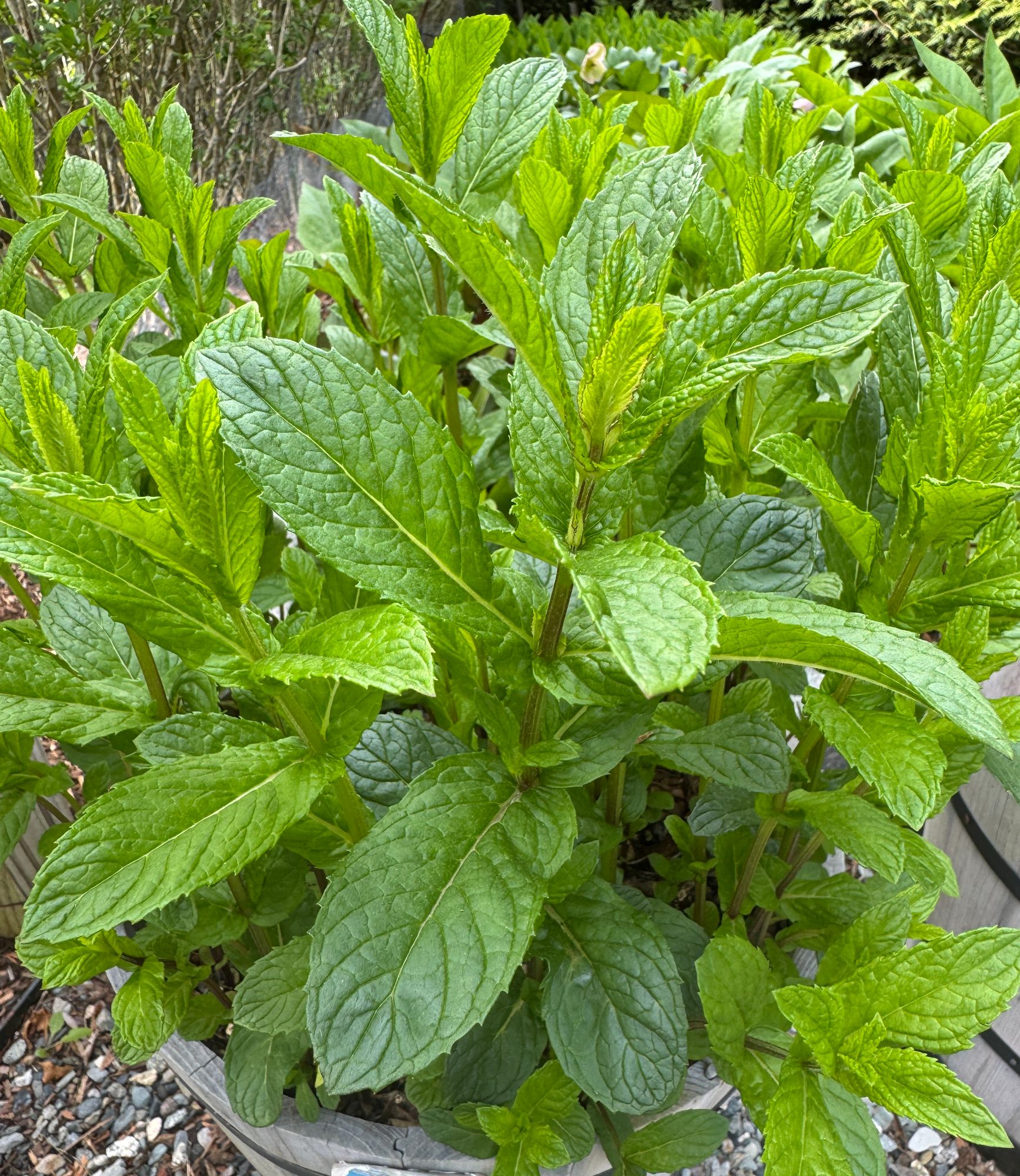 MENTHA Piperita-Hybr.