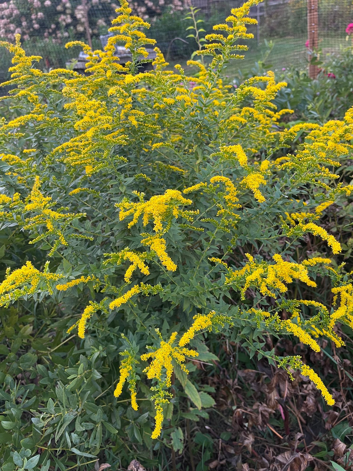 SOLIDAGO