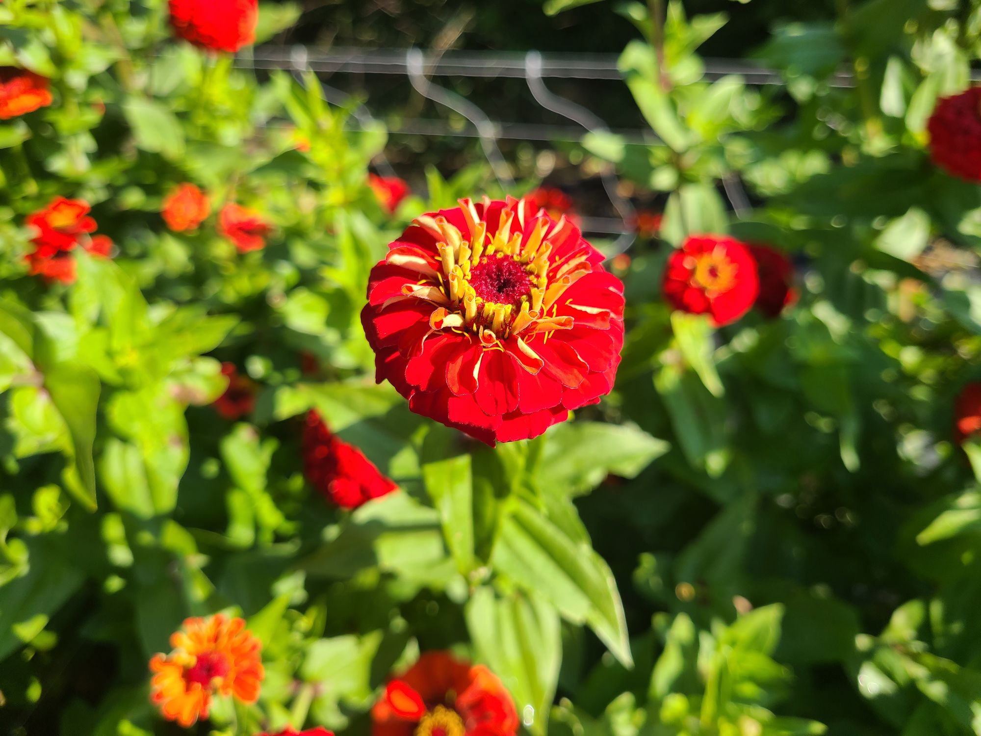 ZINNIA elegans Oklahoma Series