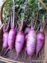 Root Vegetables: Radish, Daikon Purple