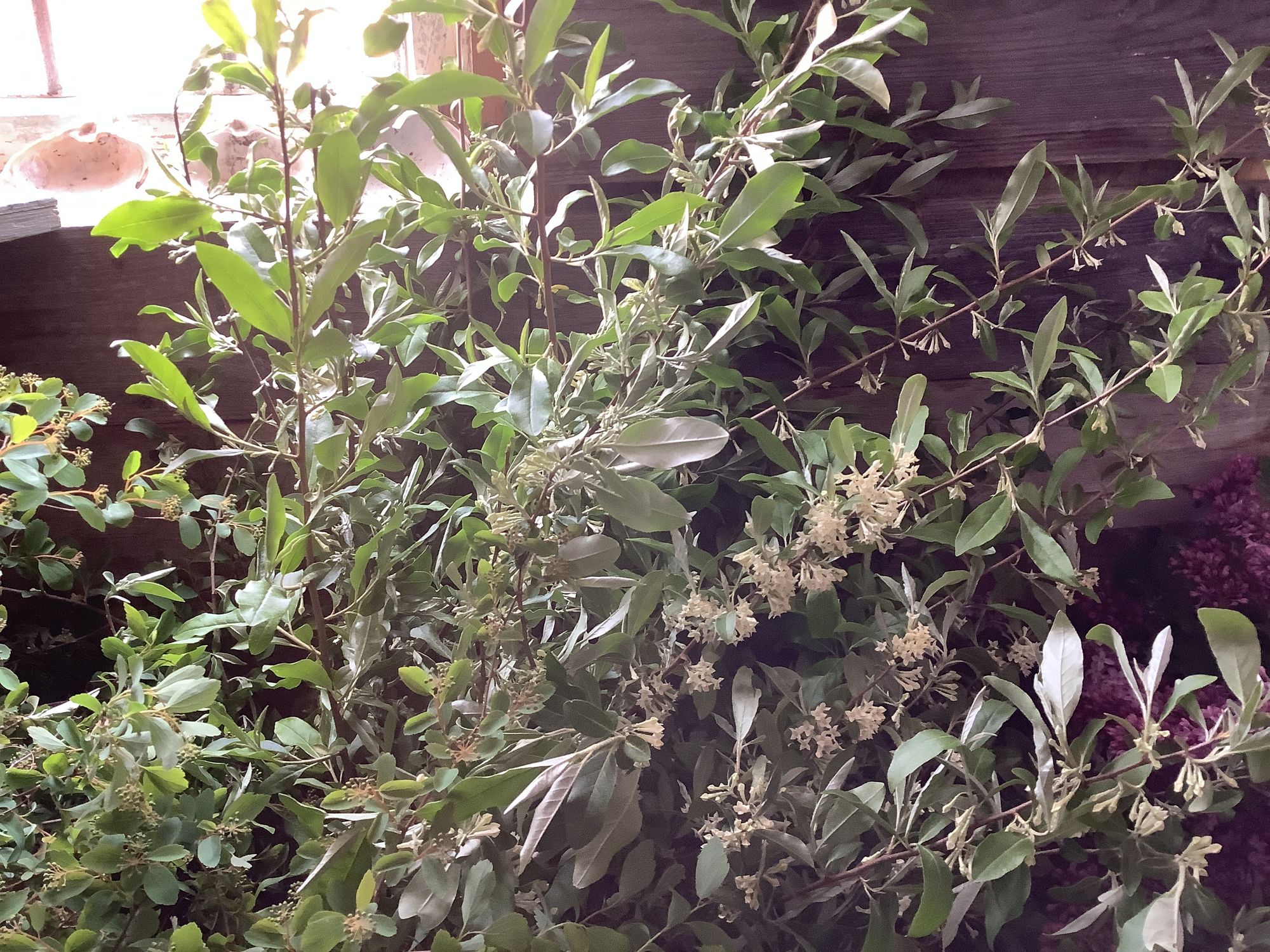 ELAEAGNUS angustifolia