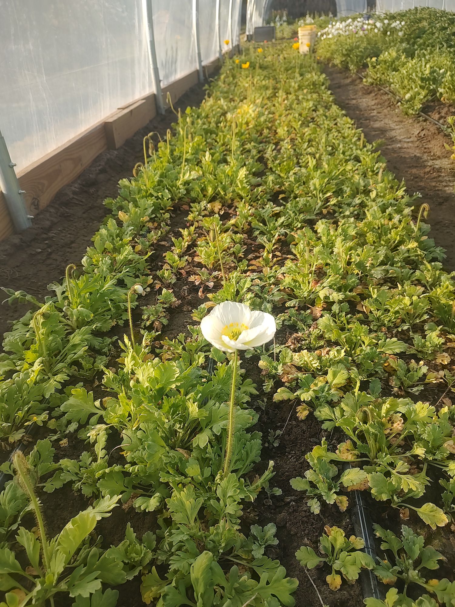 PAPAVER