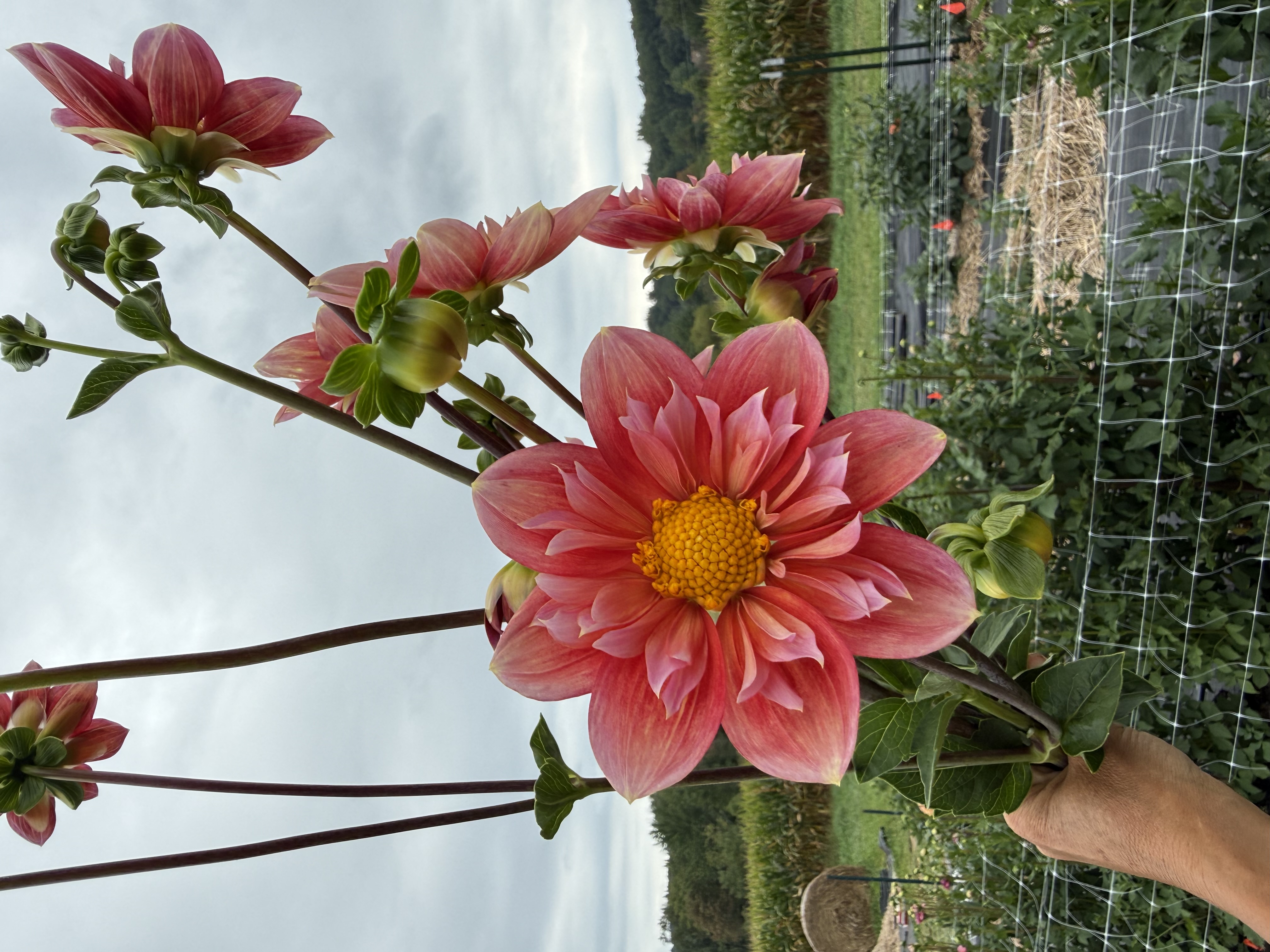 DAHLIA Collarette