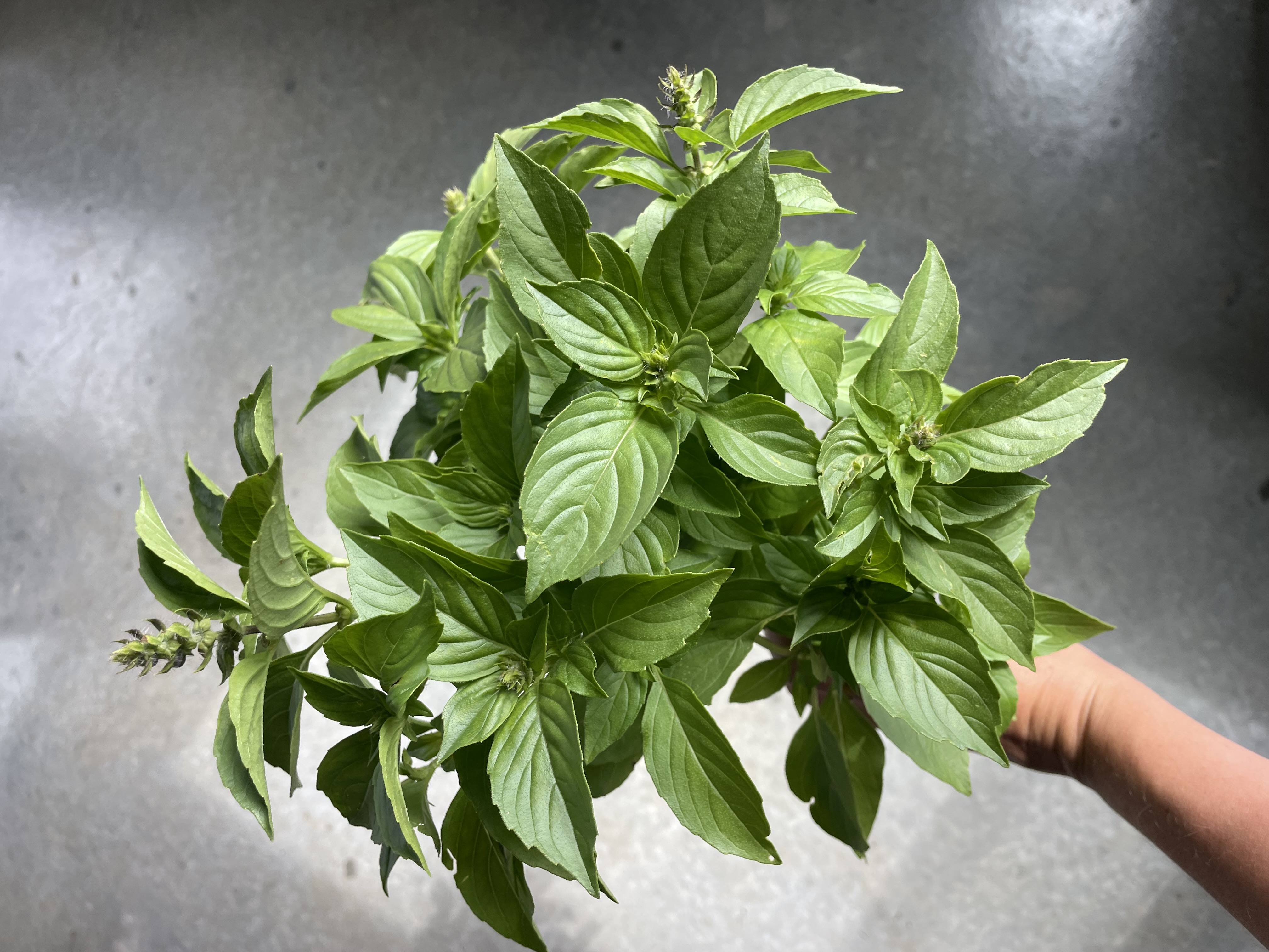 OCIMUM basilicum Citriodora
