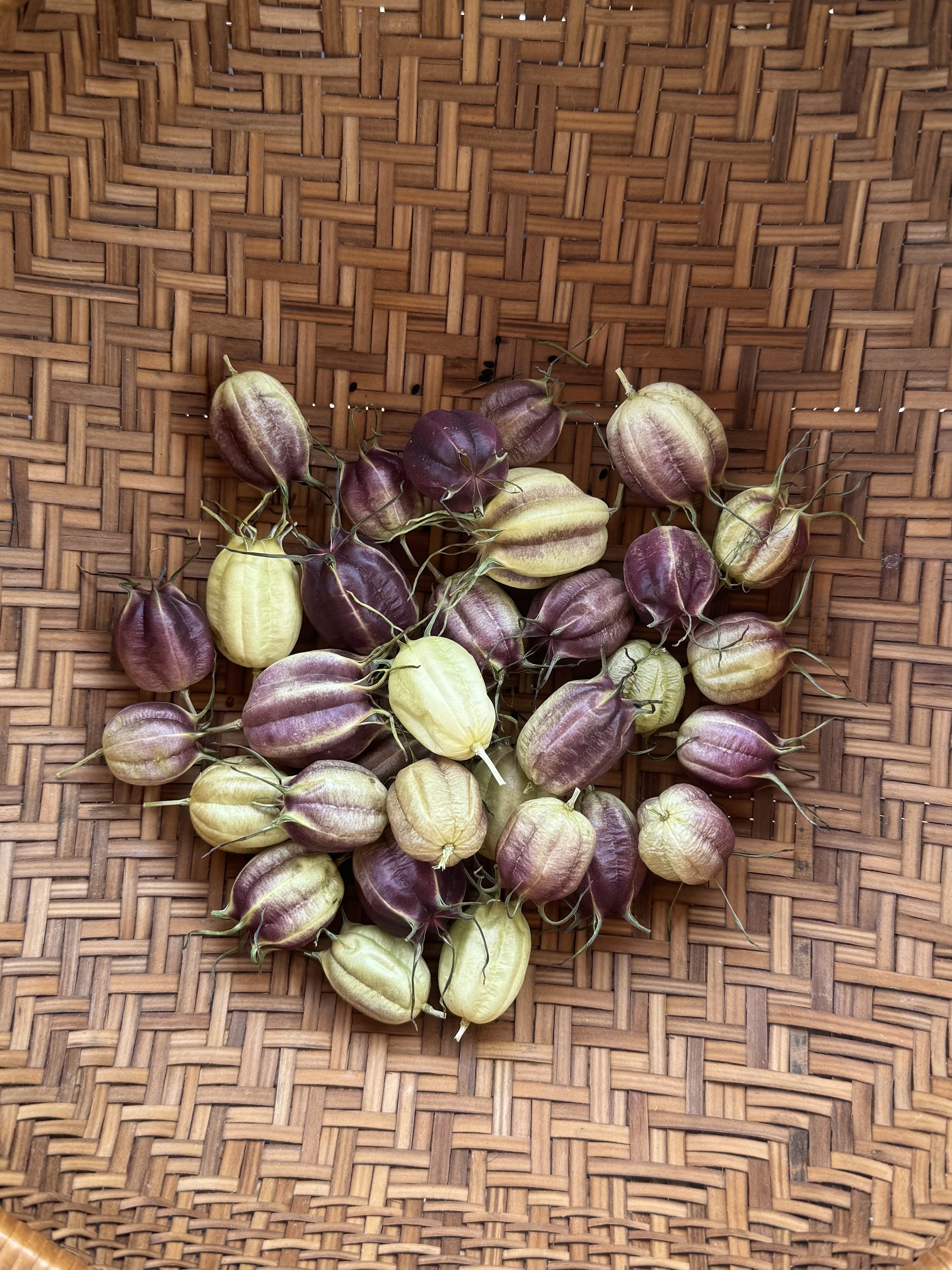 Dried Nigella pods #30