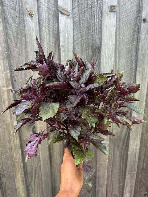 OCIMUM basilicum Aromatto