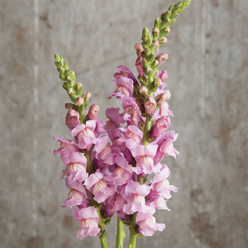 ANTIRRHINUM majus Potomac Lavender