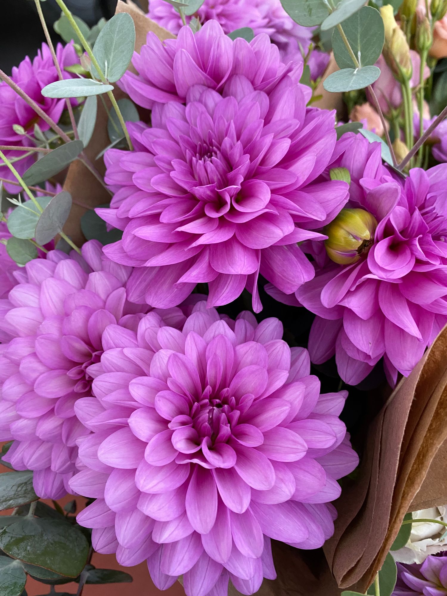 DAHLIA Bluetiful