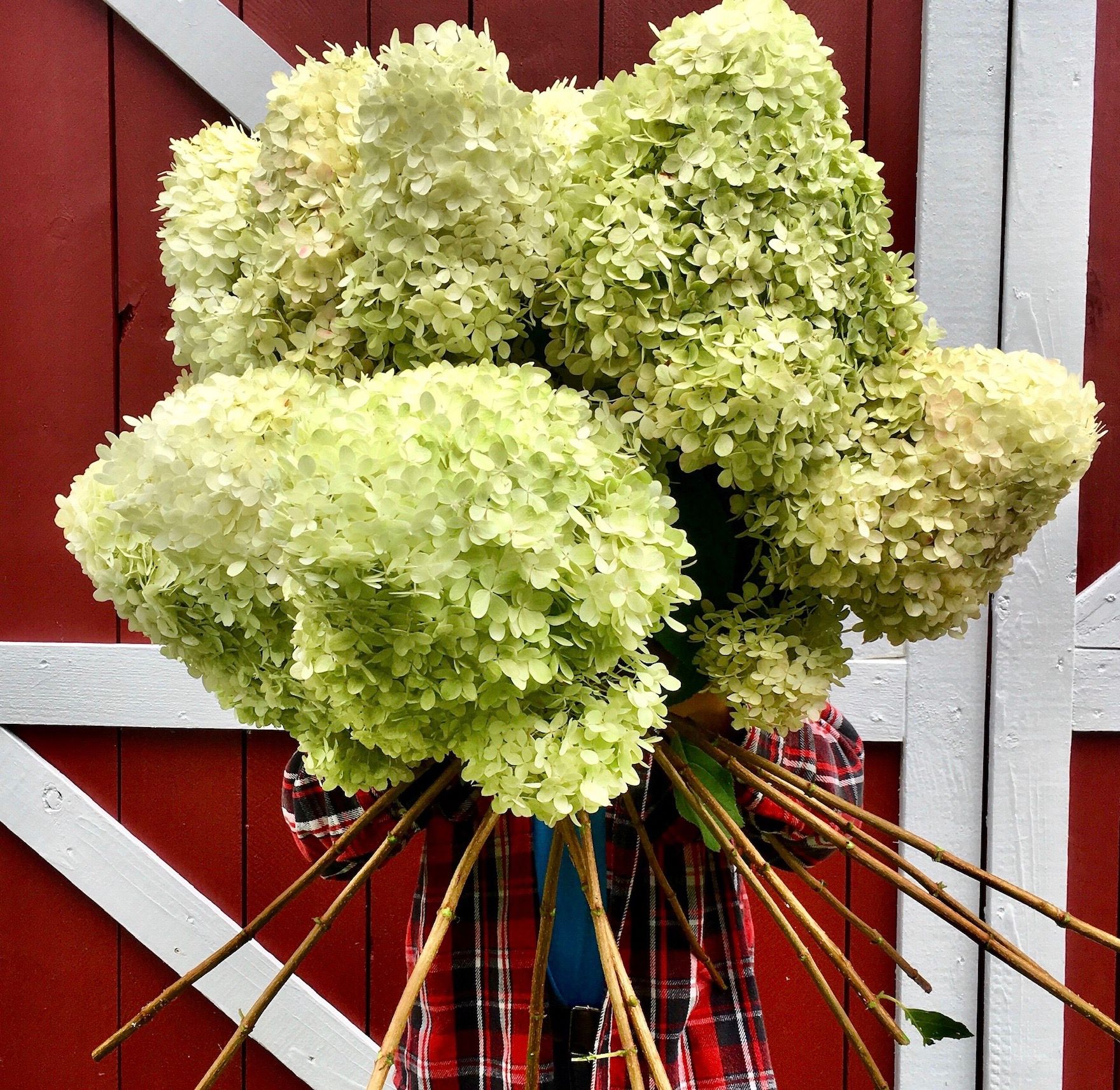 HYDRANGEA paniculata Limelight