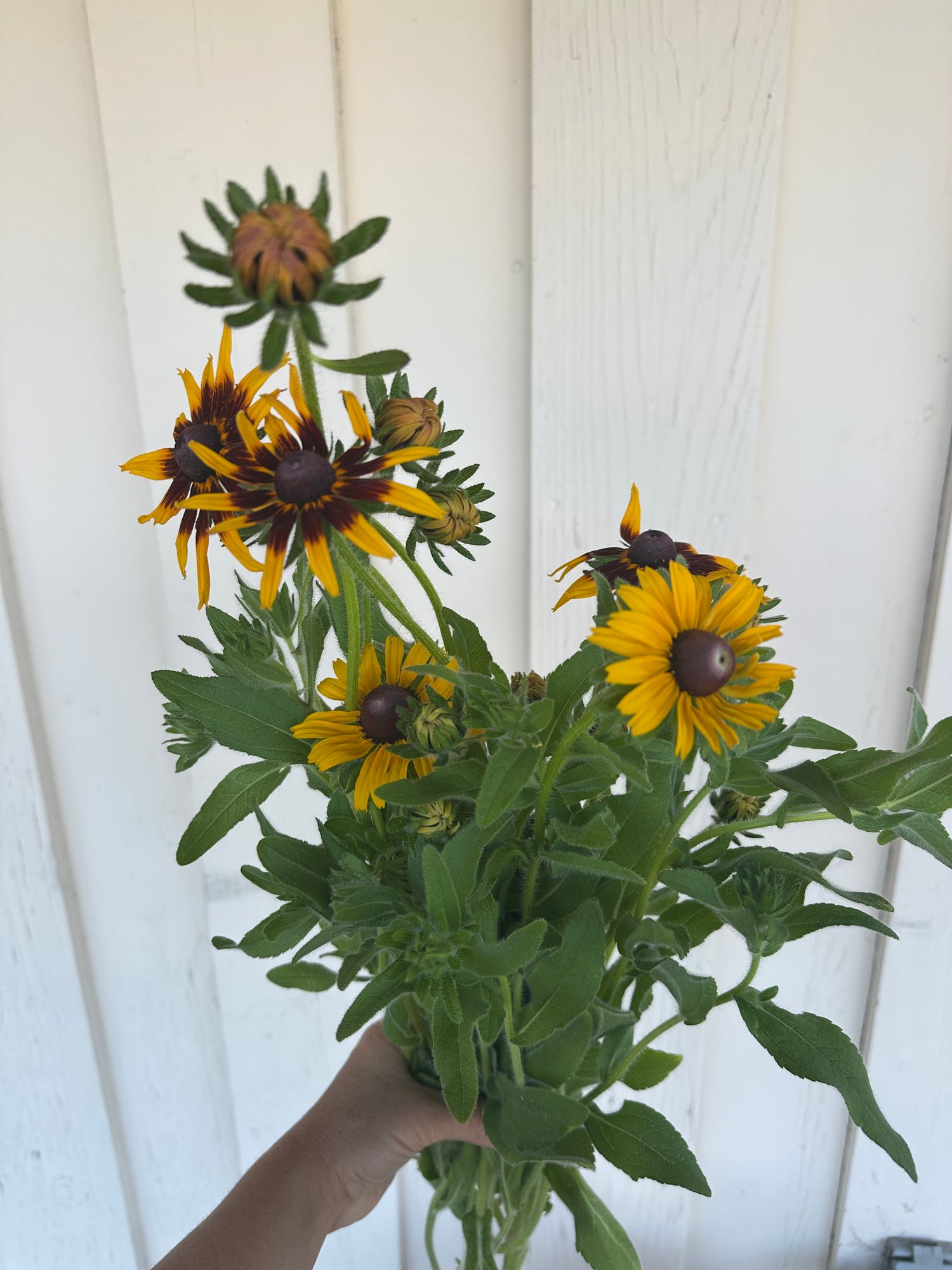 RUDBECKIA