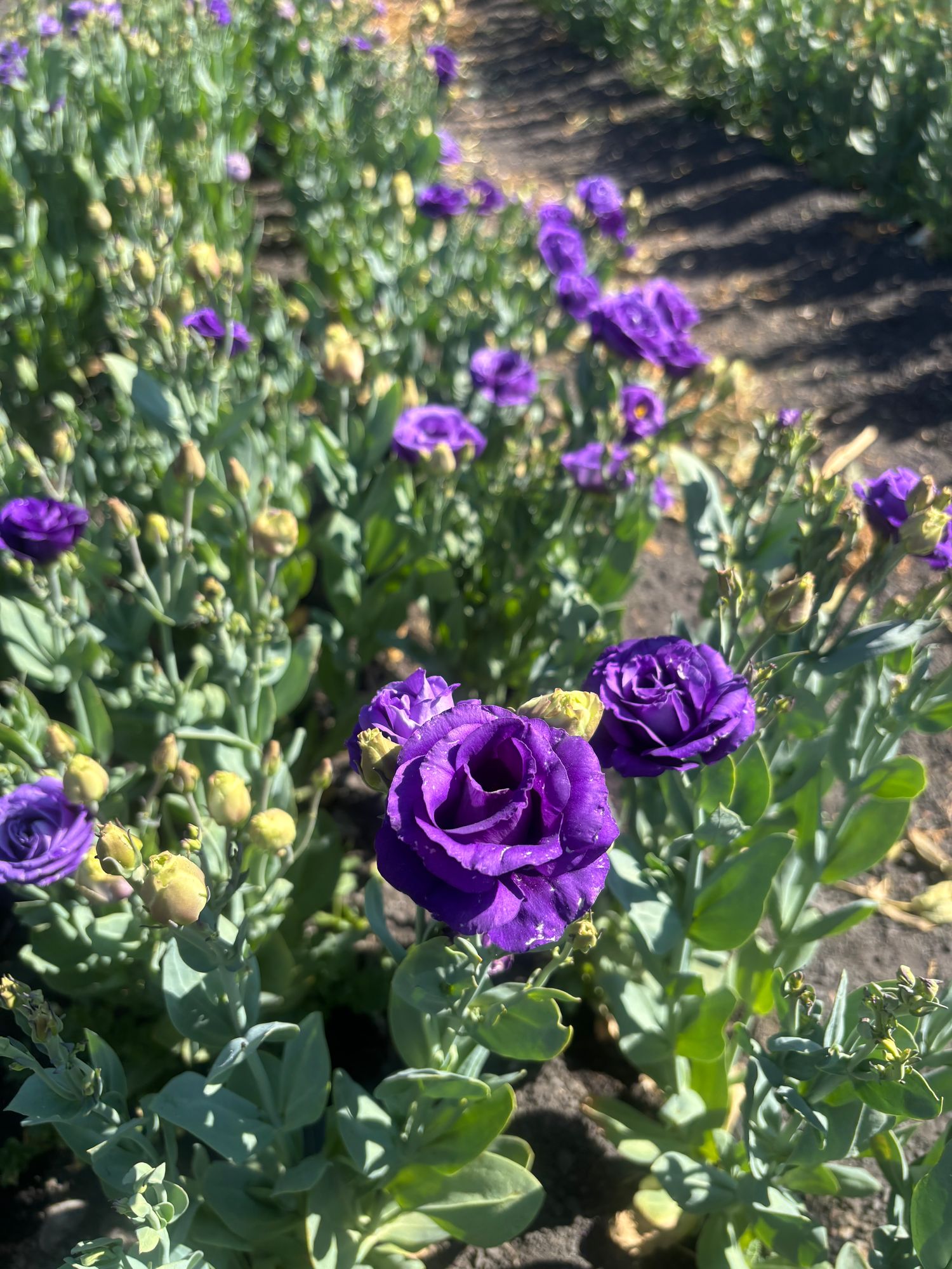 EUSTOMA grandiflorum