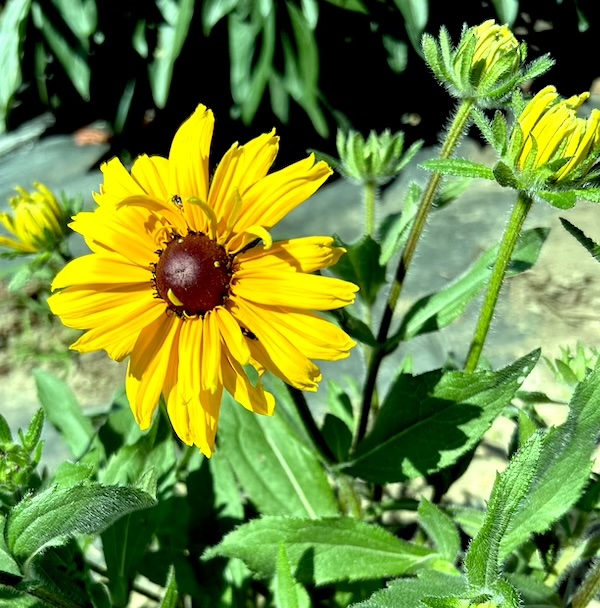 RUDBECKIA hirta