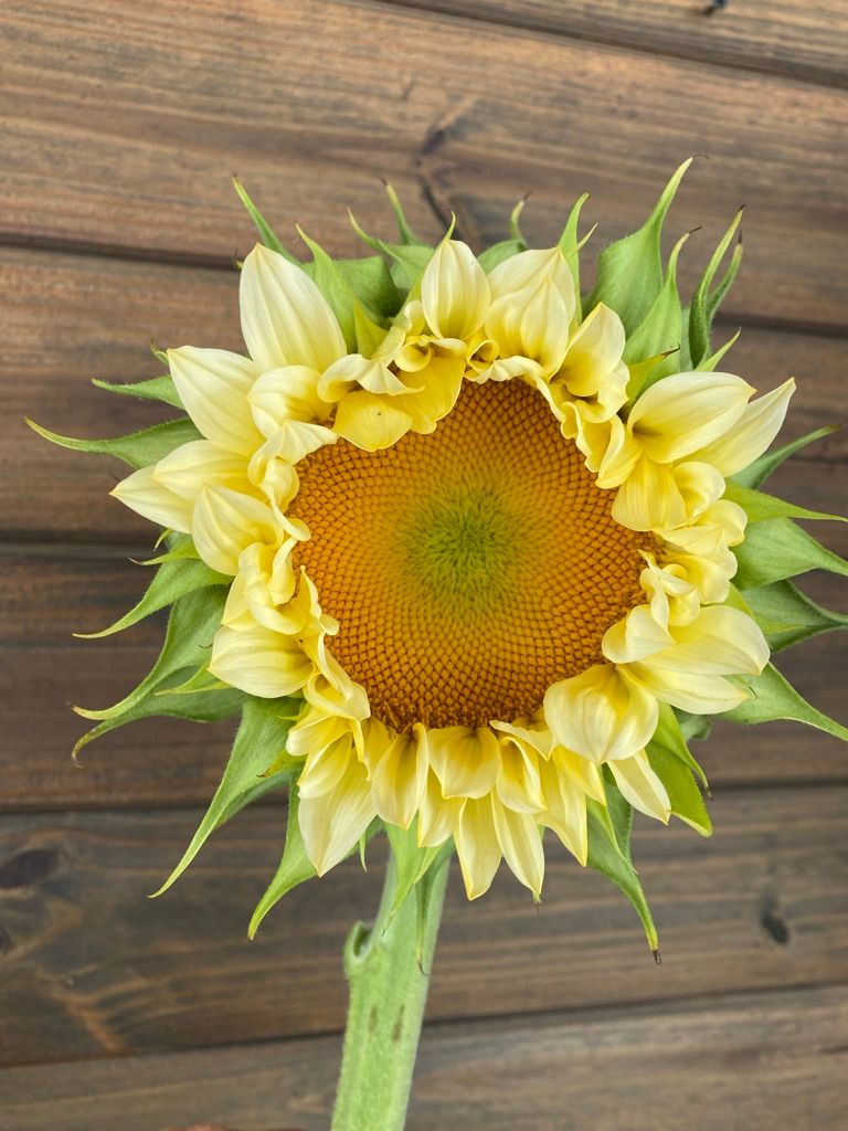 HELIANTHUS annuus ProCut White Nite