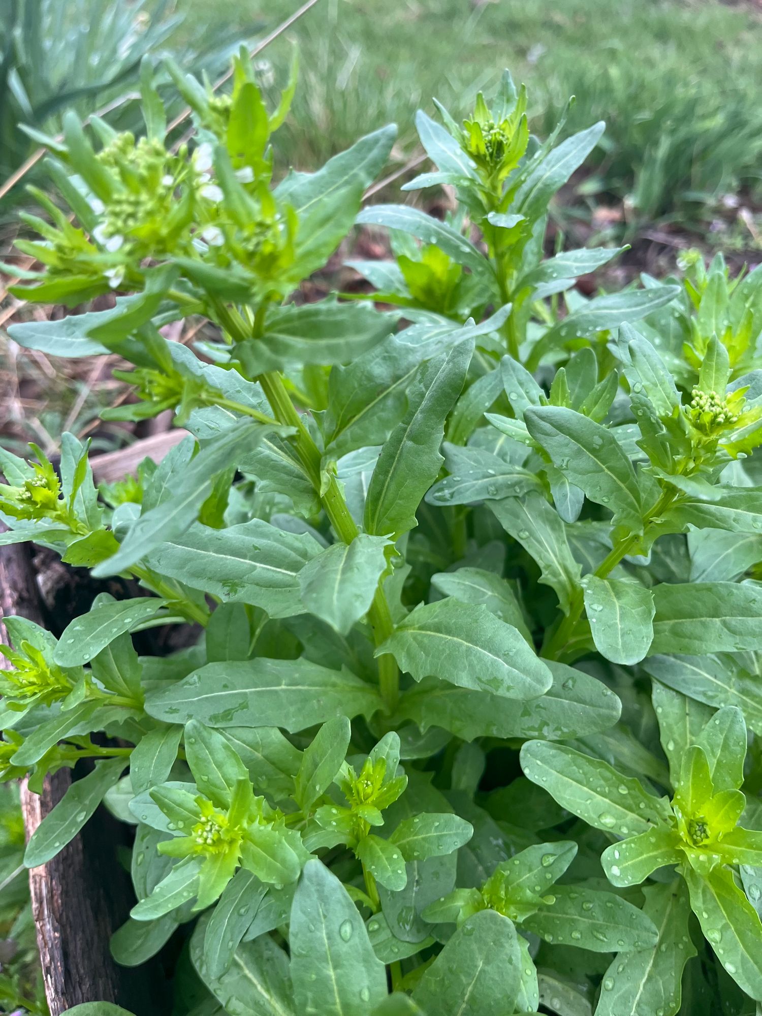 THLASPI arvense