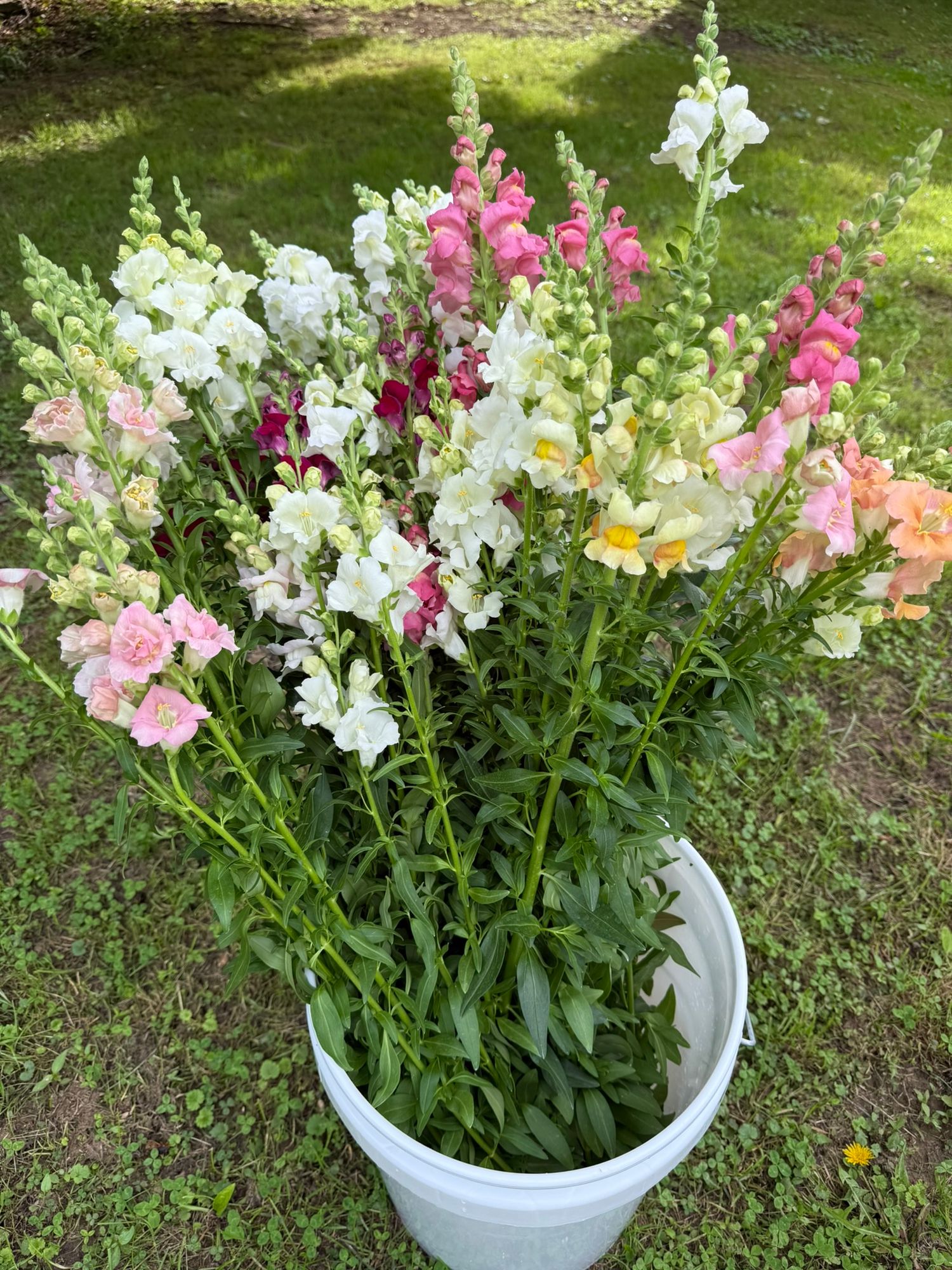 ANTIRRHINUM majus