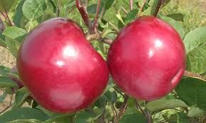 Fruits: Apple, Ruby Mac (1/2 bushel bag)