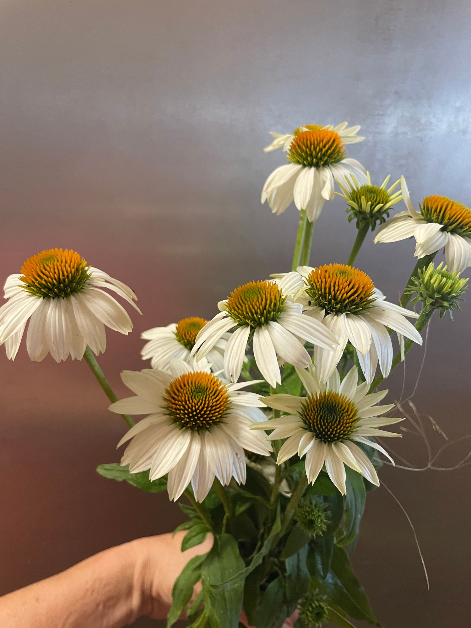 ECHINACEA angustifolia