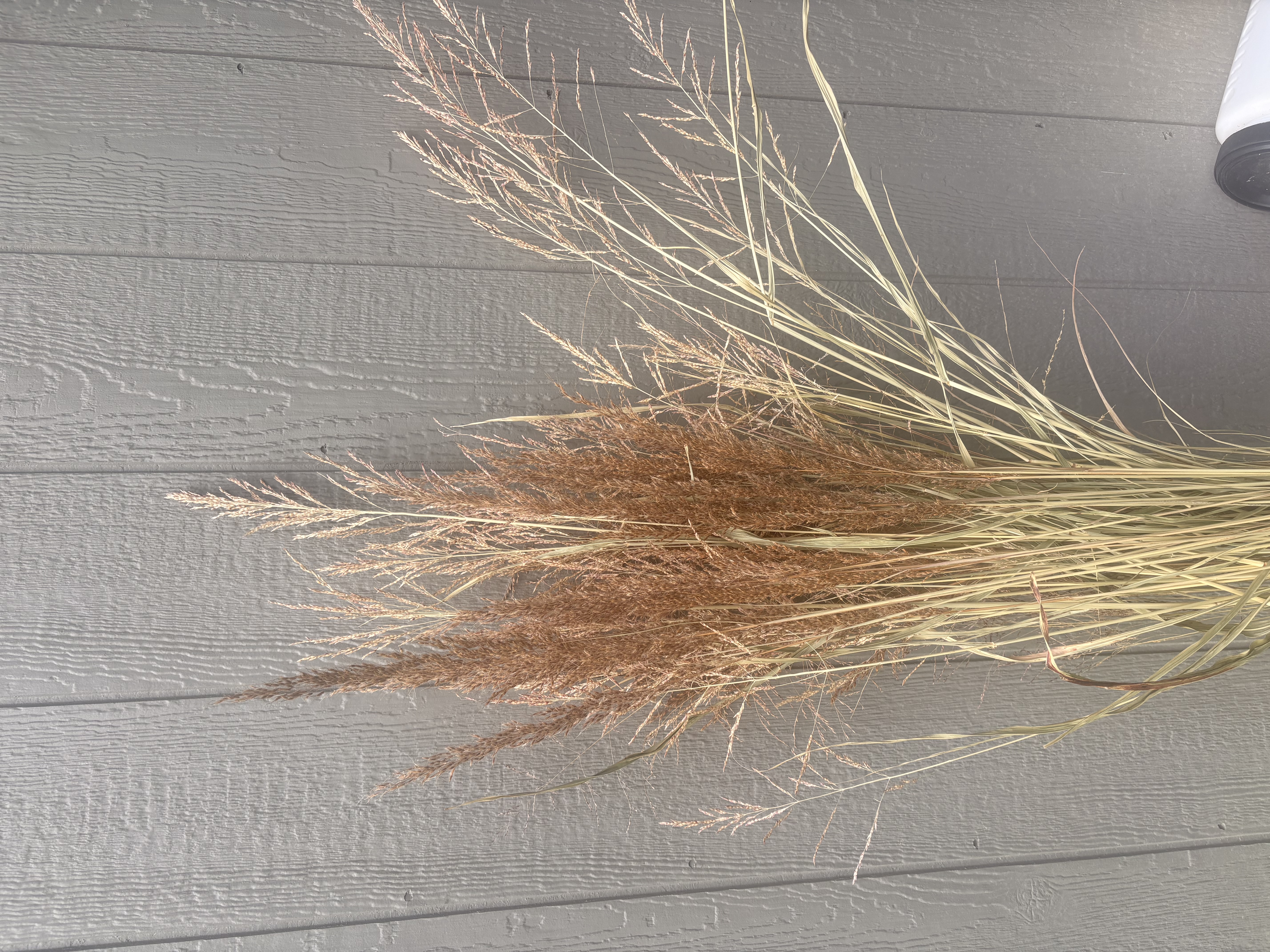Grass