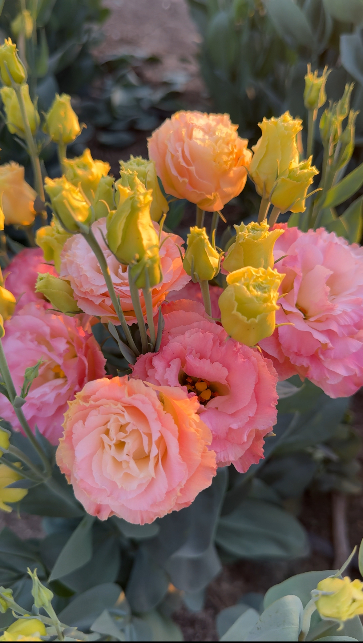 EUSTOMA grandiflorum Voyage Champagne