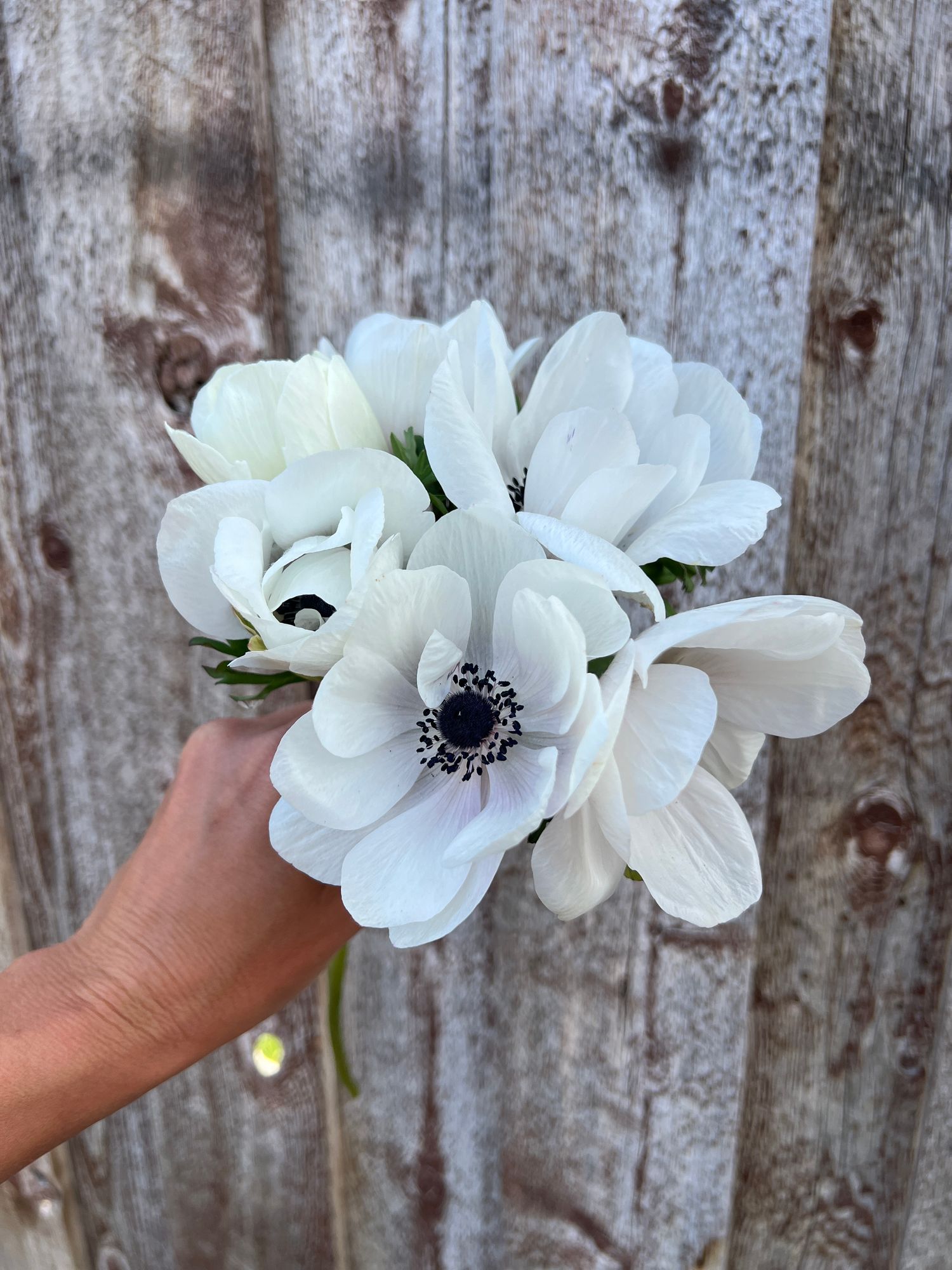 ANEMONE coronaria De Caen White